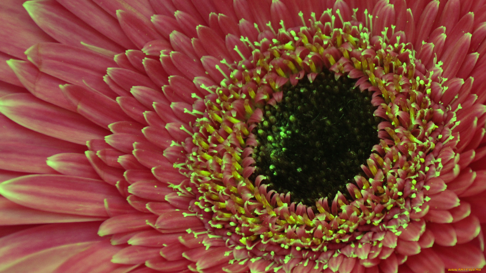 цветы, герберы