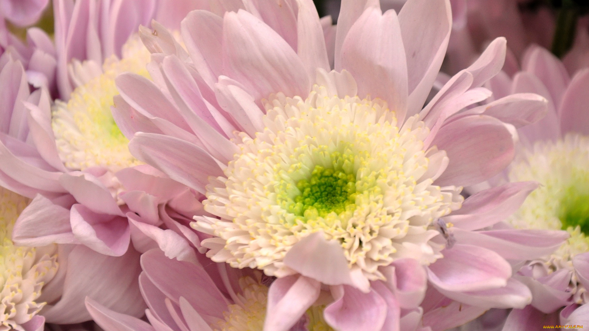 цветы, хризантемы