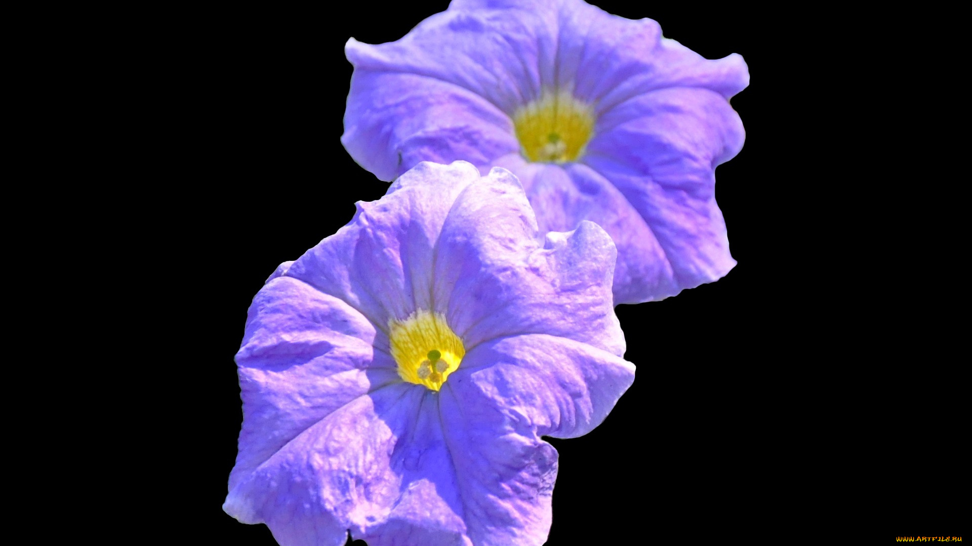 цветы, петунии, калибрахоа