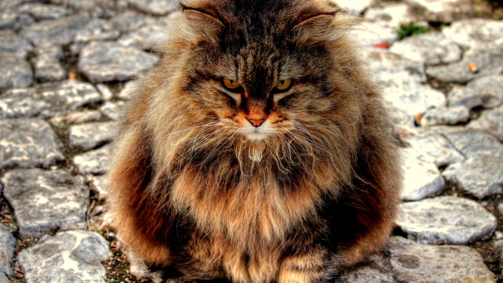 животные, коты