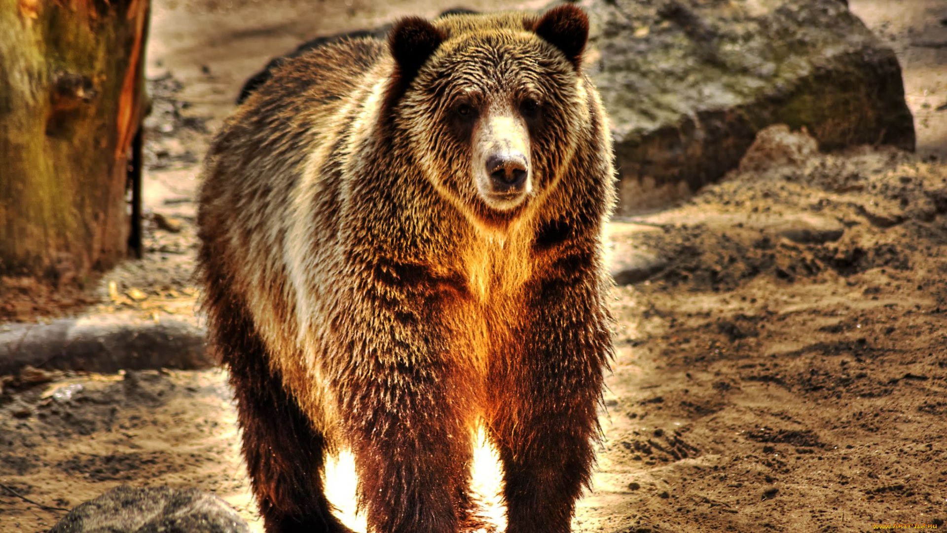 животные, медведи