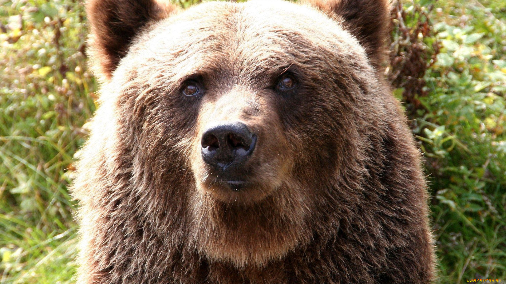 животные, медведи