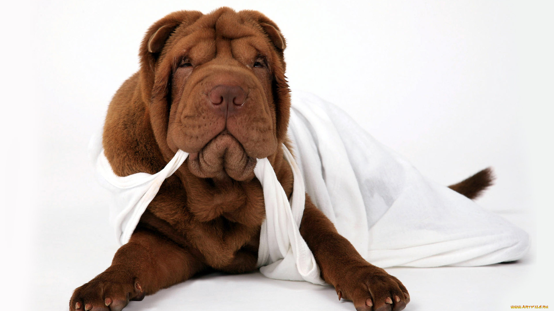 животные, собаки