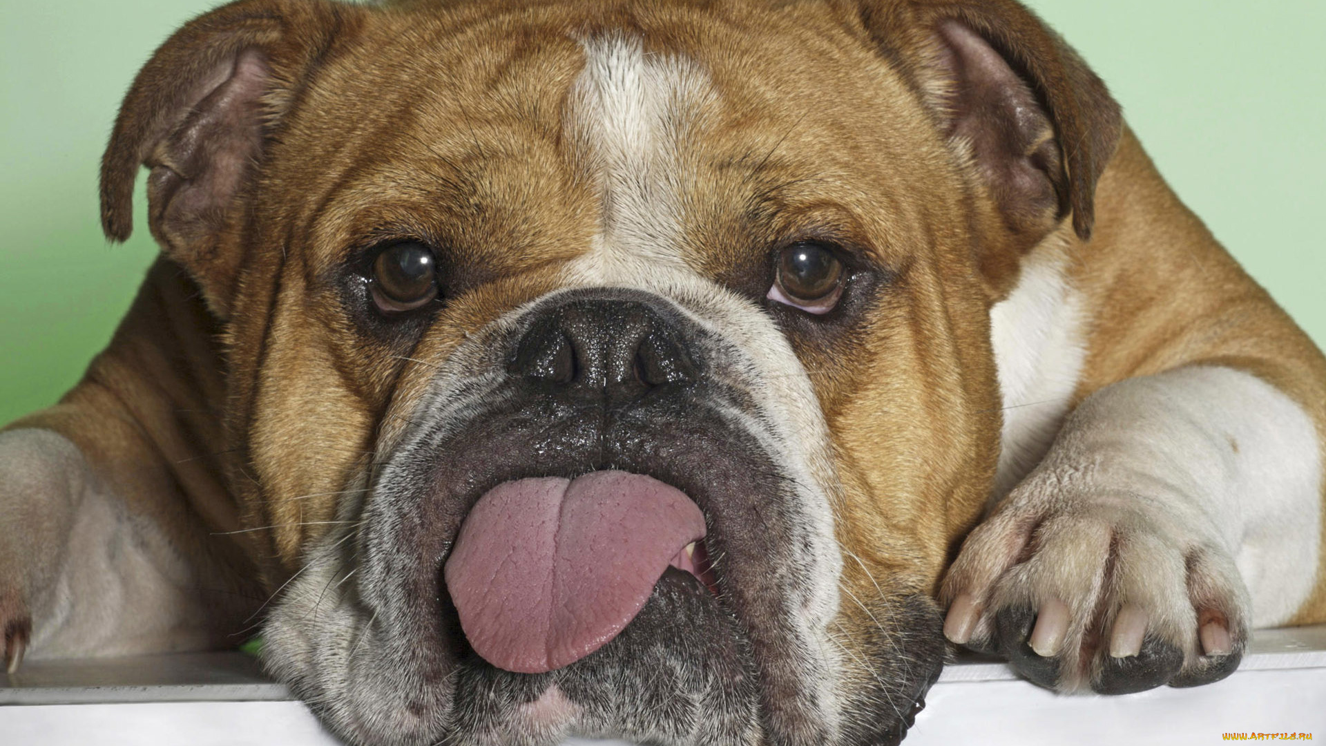 животные, собаки