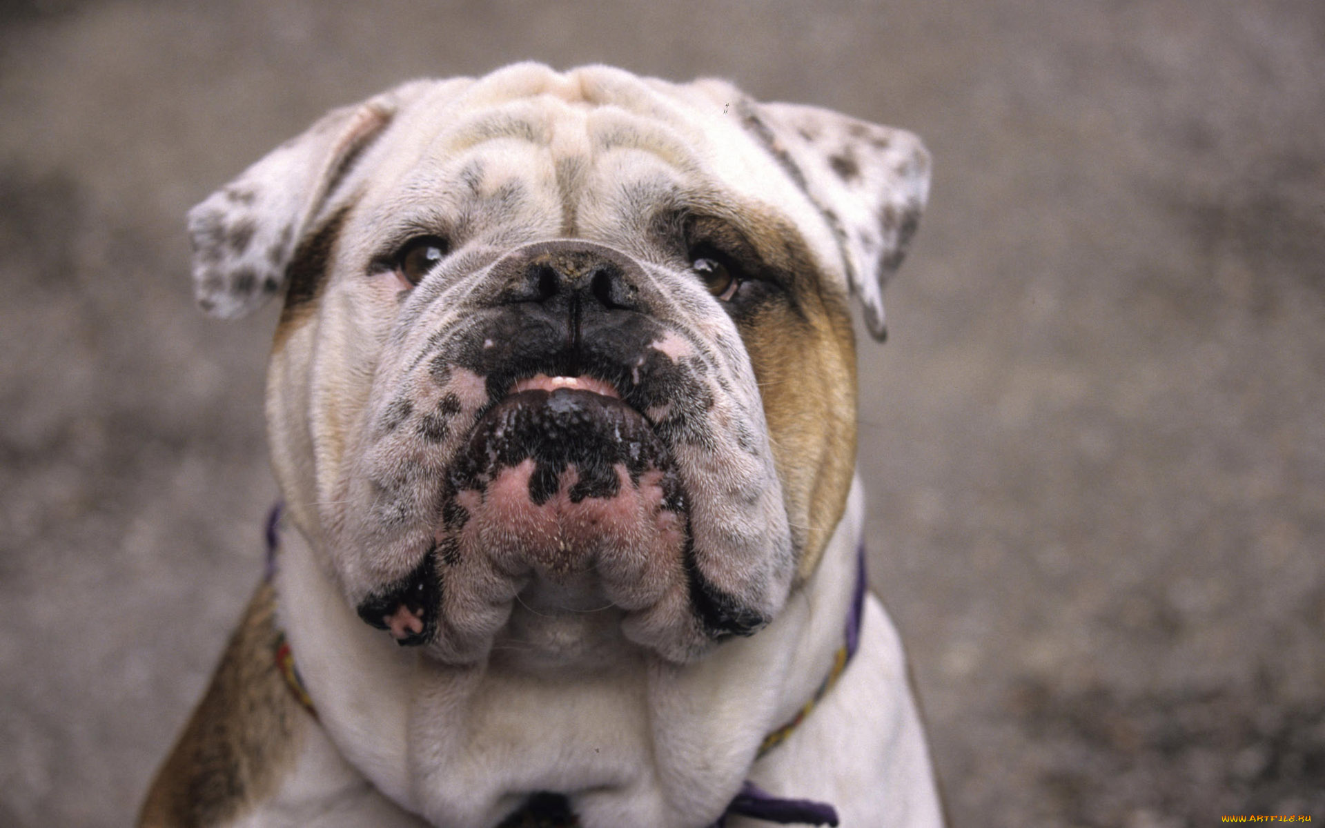 животные, собаки