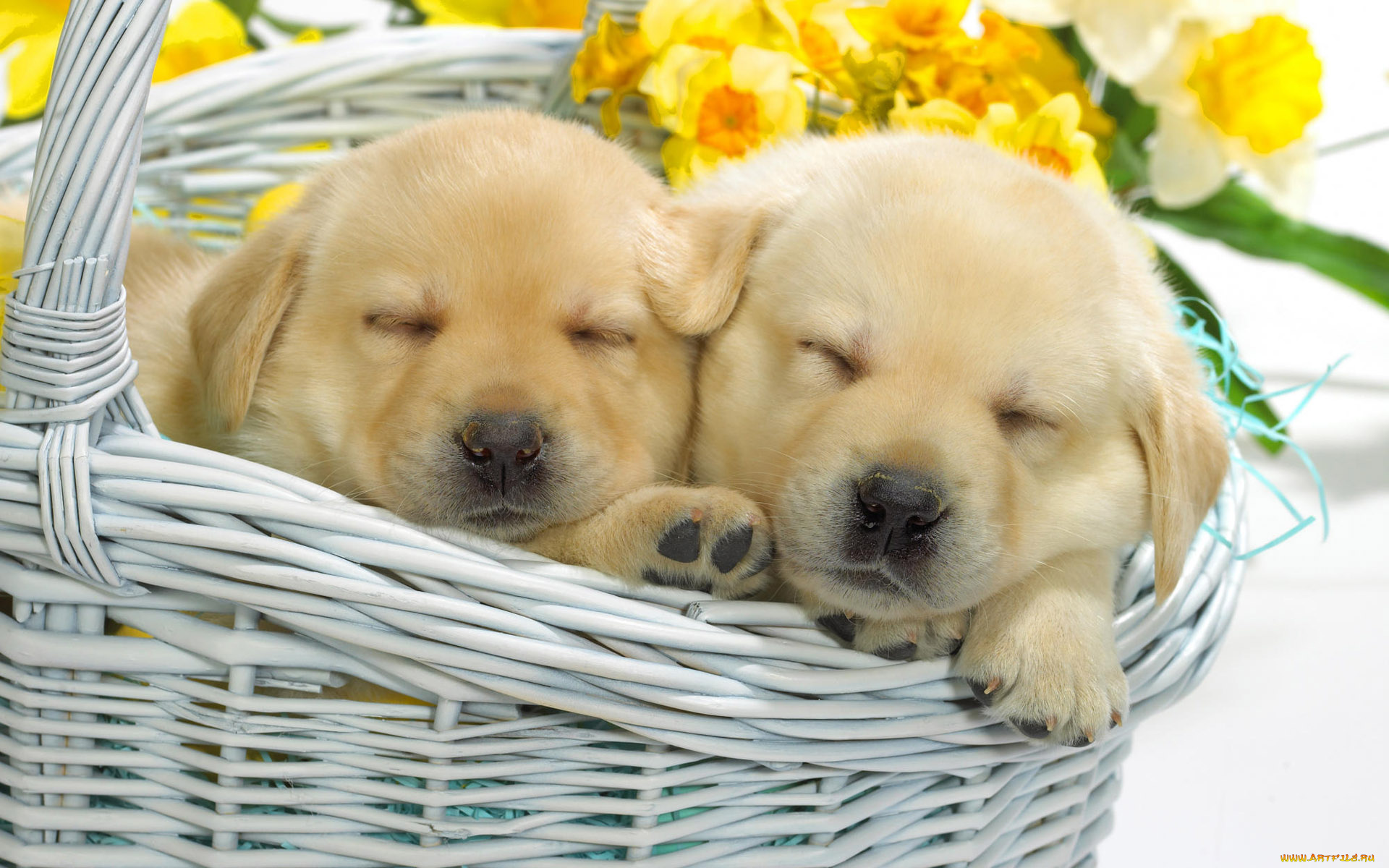 животные, собаки