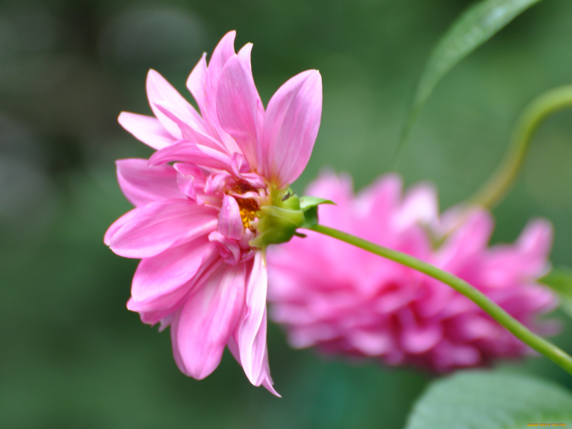 цветы, георгины