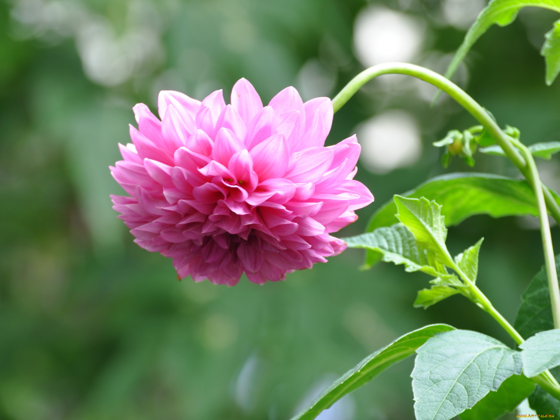 цветы, георгины