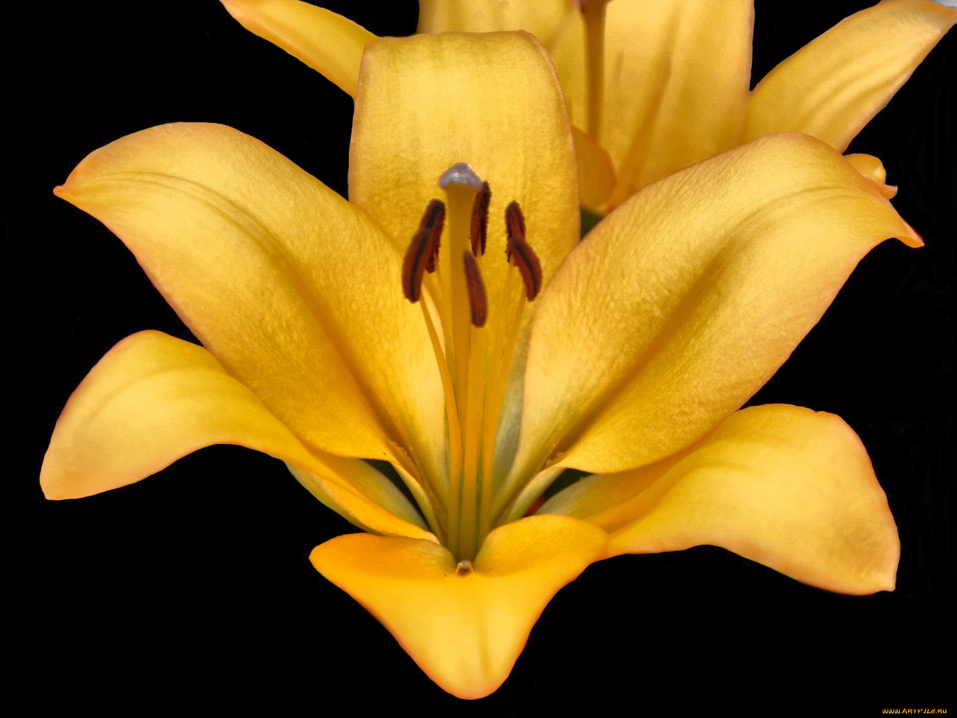 цветы, лилии, лилейники