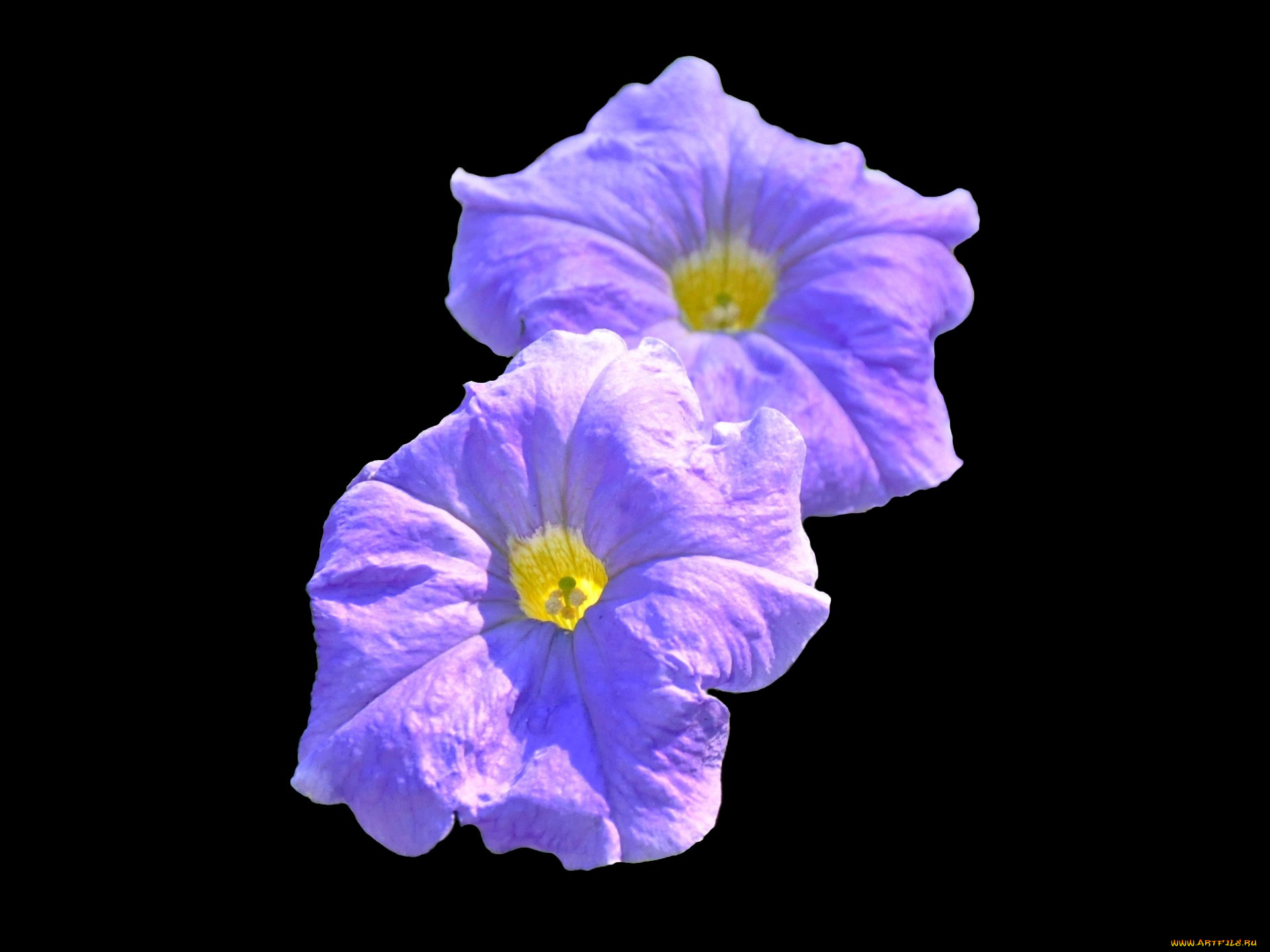 цветы, петунии, калибрахоа