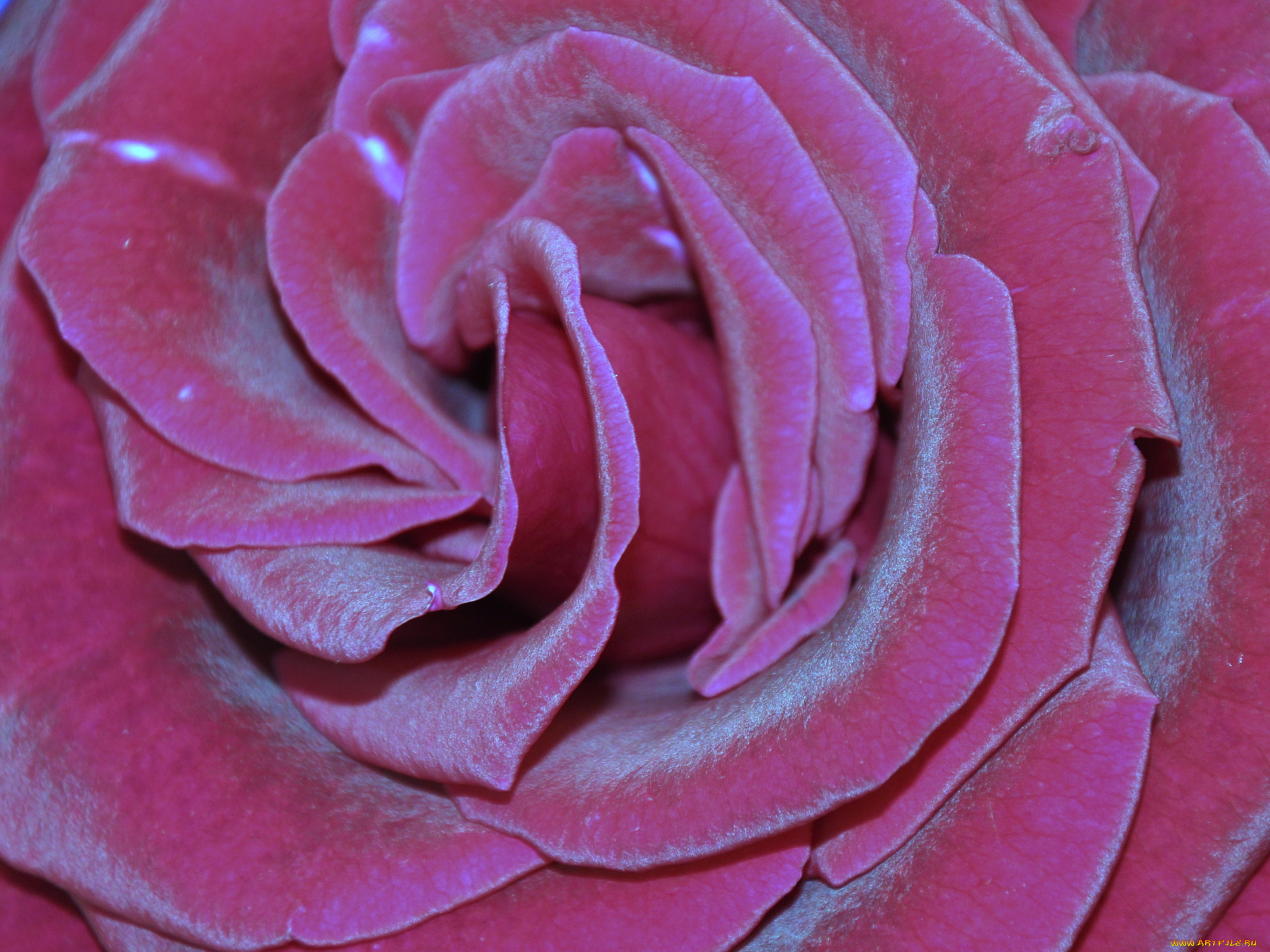 цветы, розы