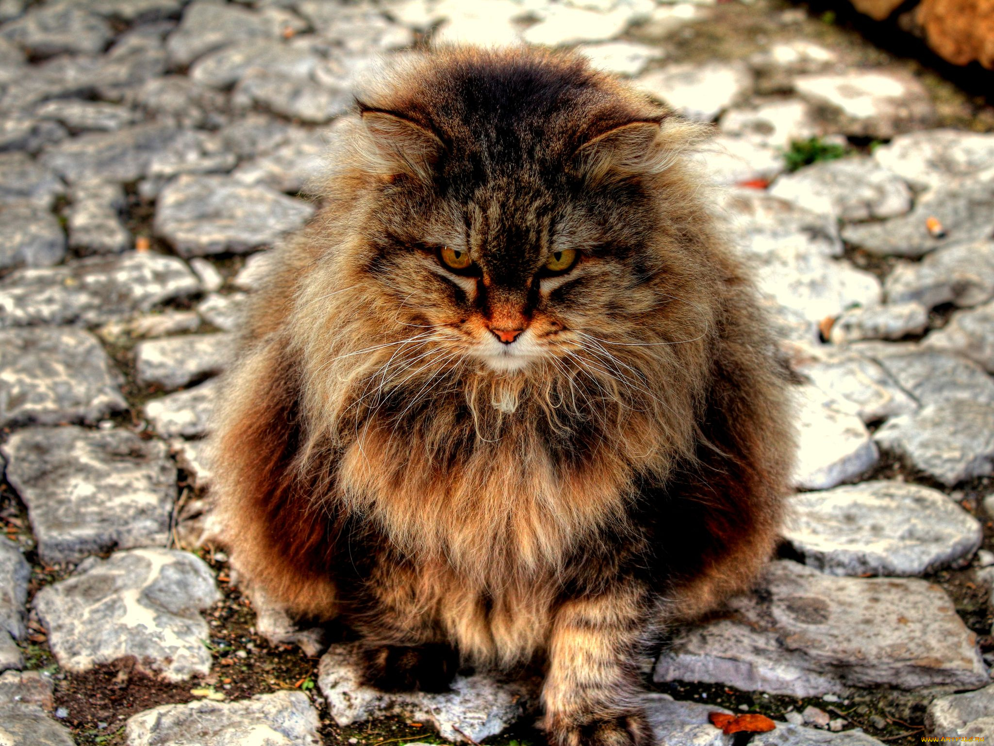 животные, коты