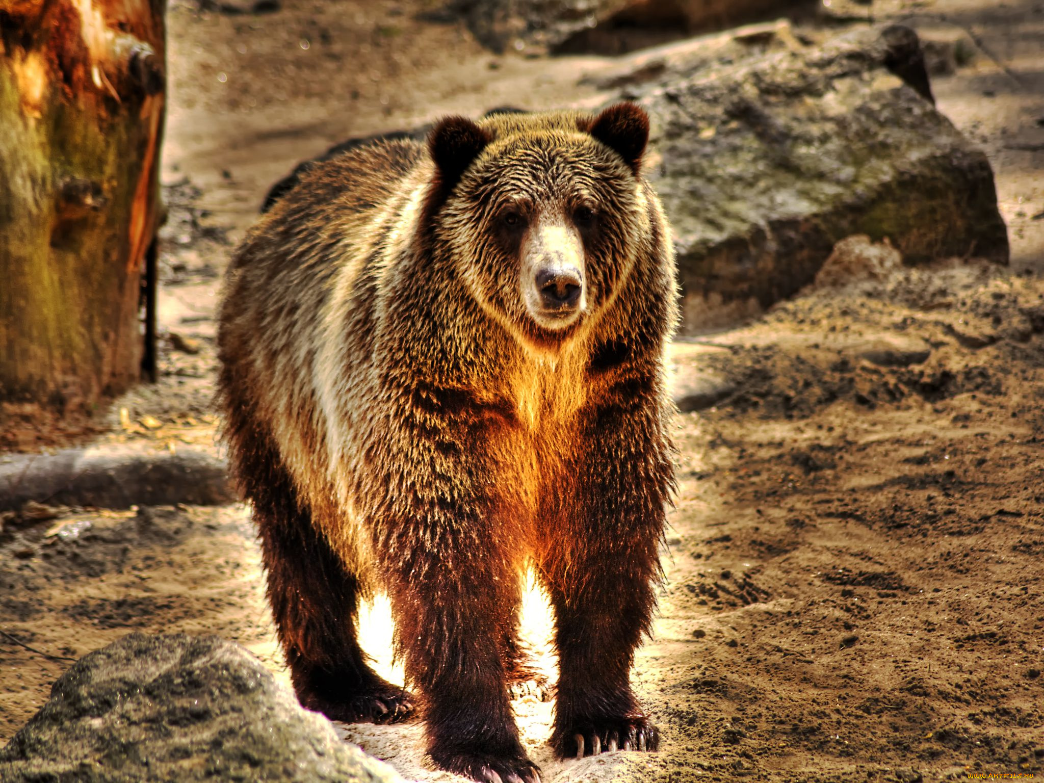 животные, медведи