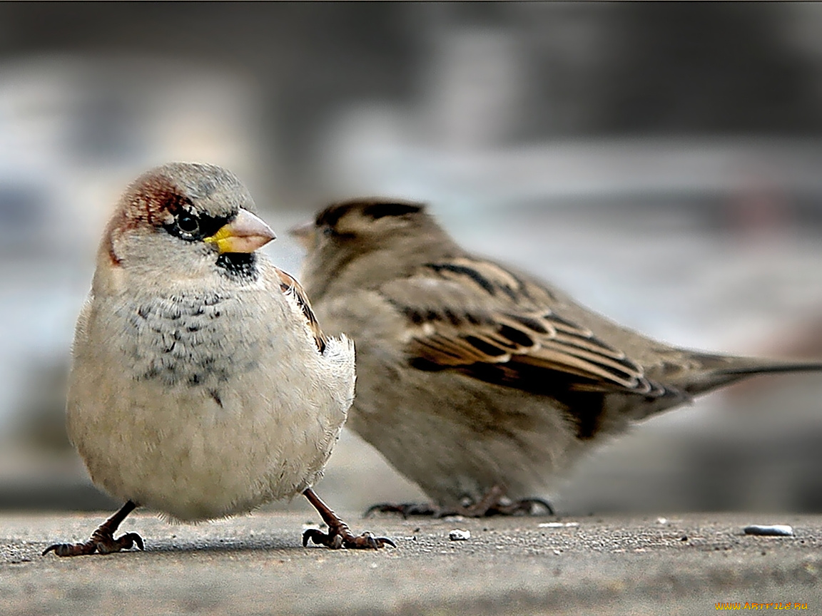 животные, воробьи