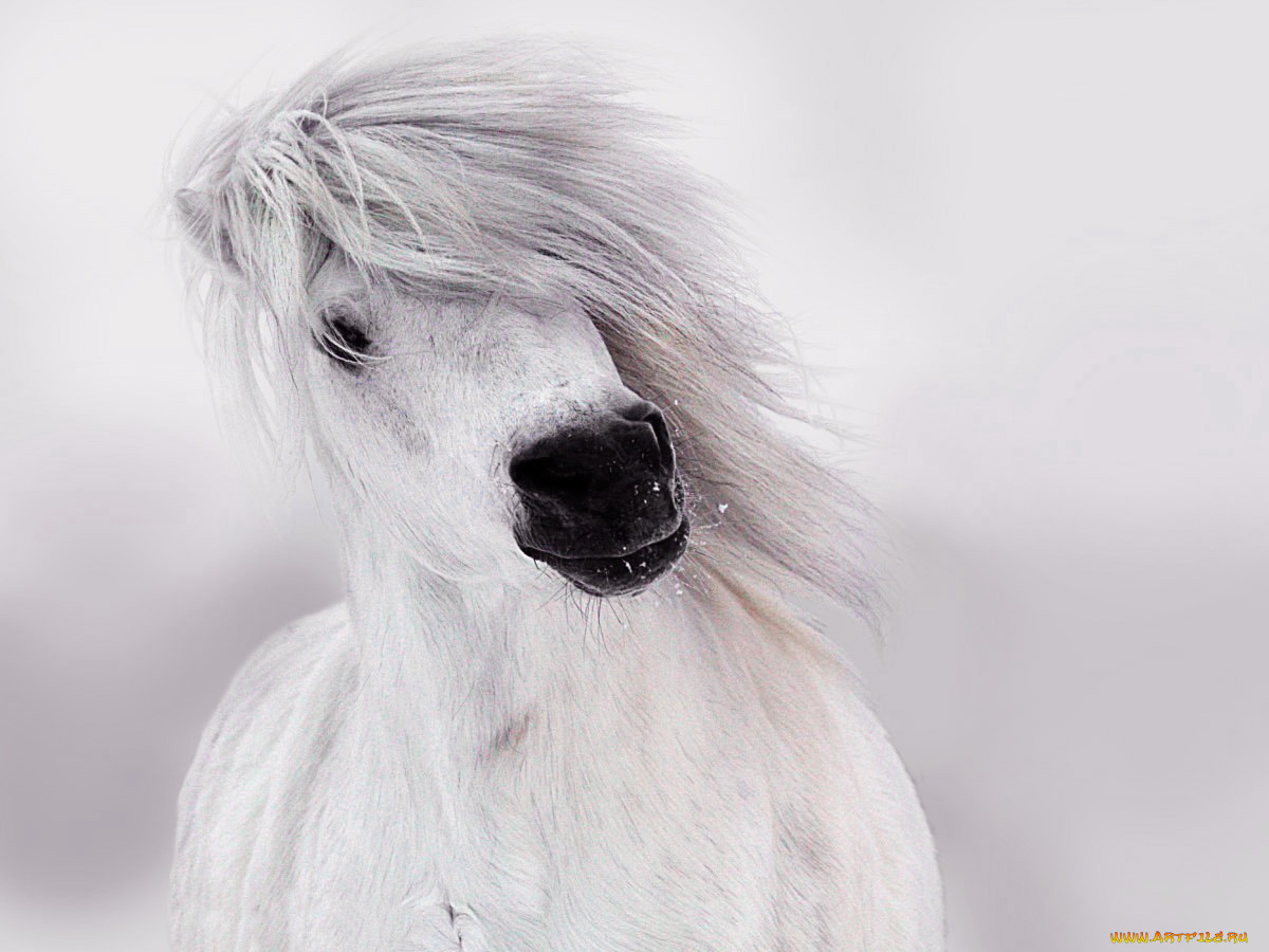 рисованные, животные, лошадь, конь