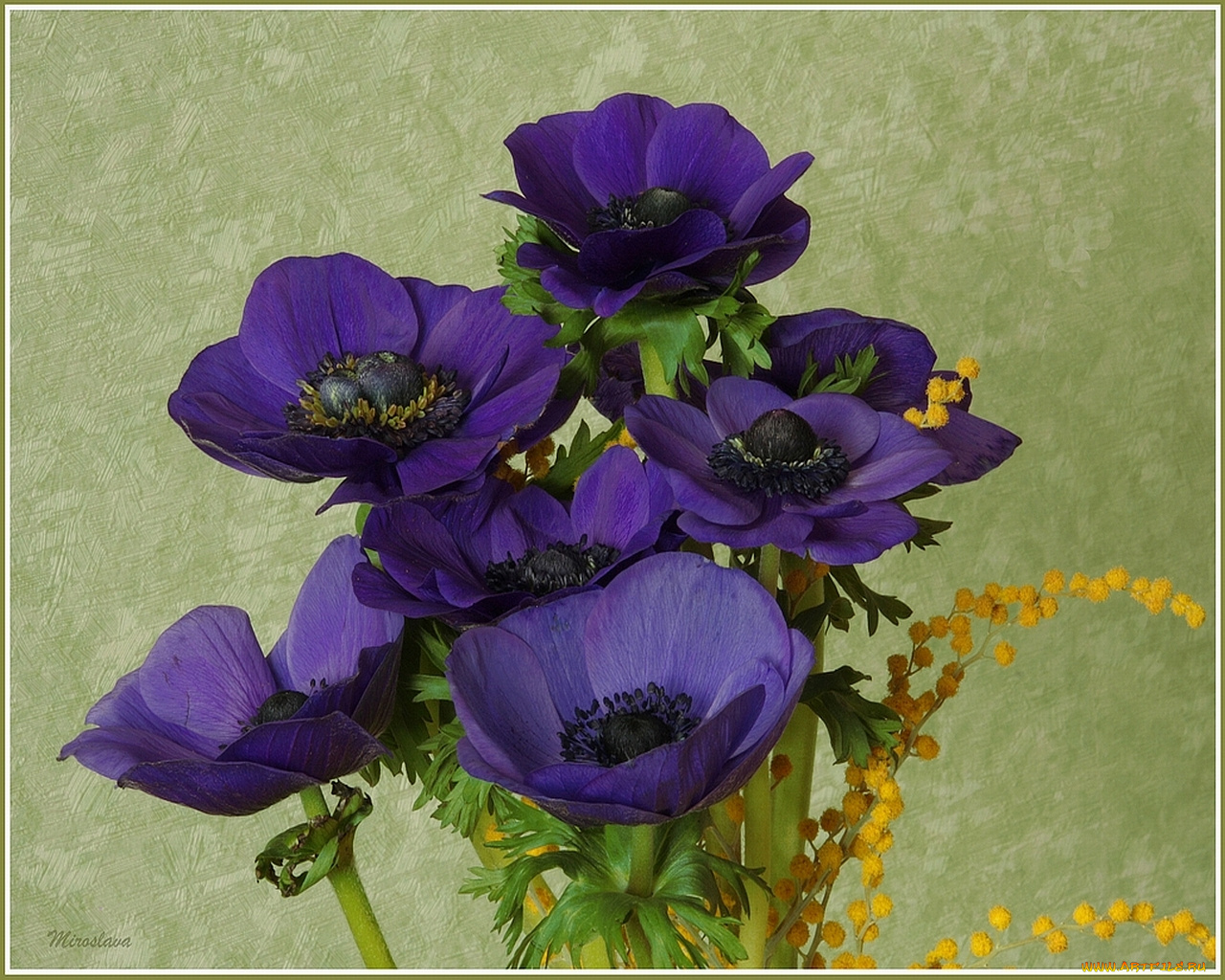 анемоны, цветы, адонисы