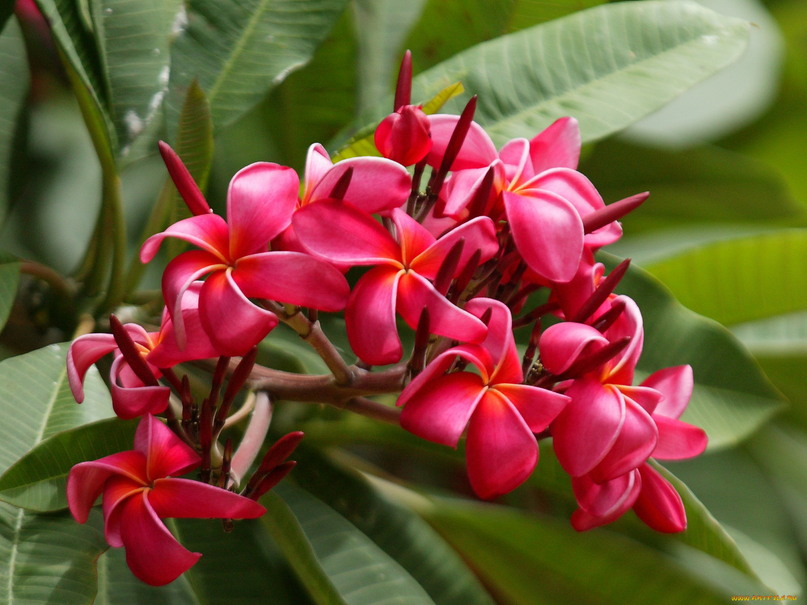 цветы, плюмерия