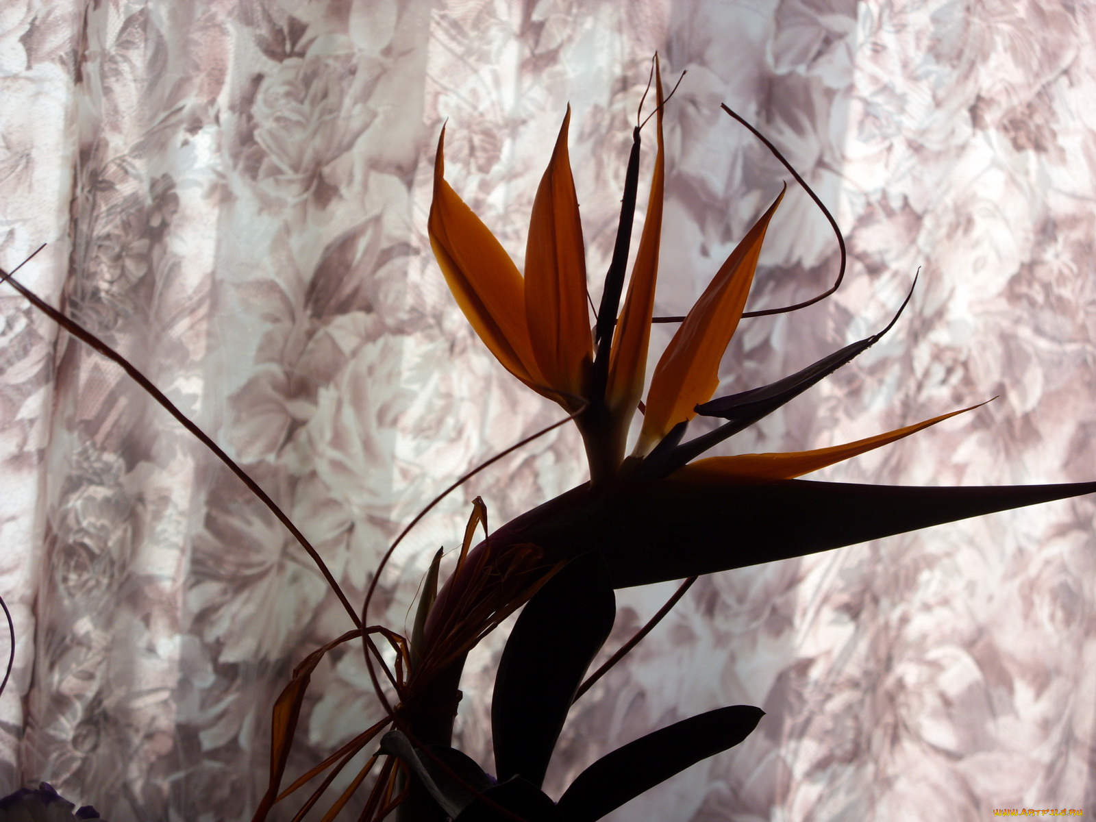 цветы, стрелиция, райская, птица