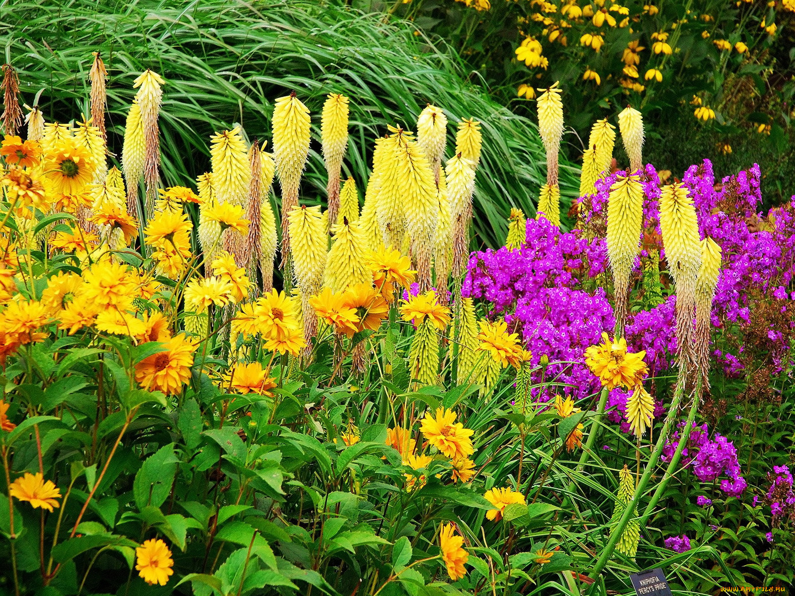 цветы, разные, вместе, желтые