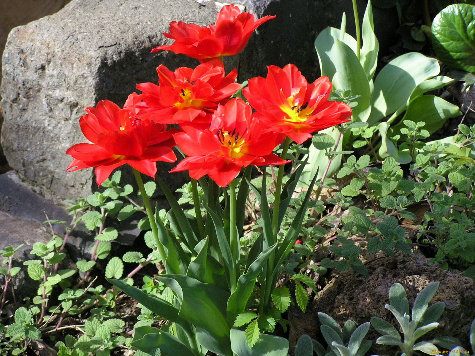 цветы, тюльпаны