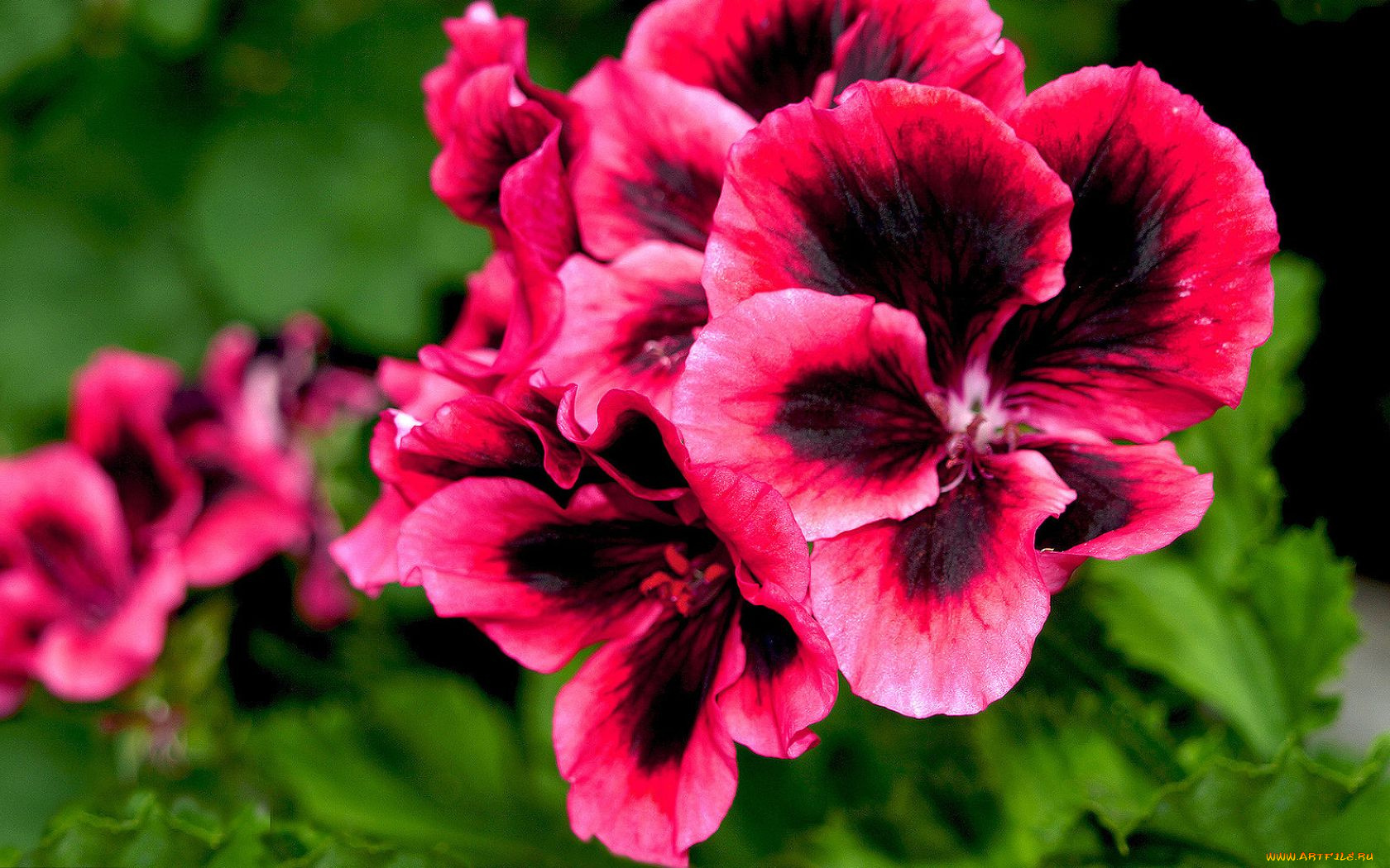 цветы, герань, лепестки