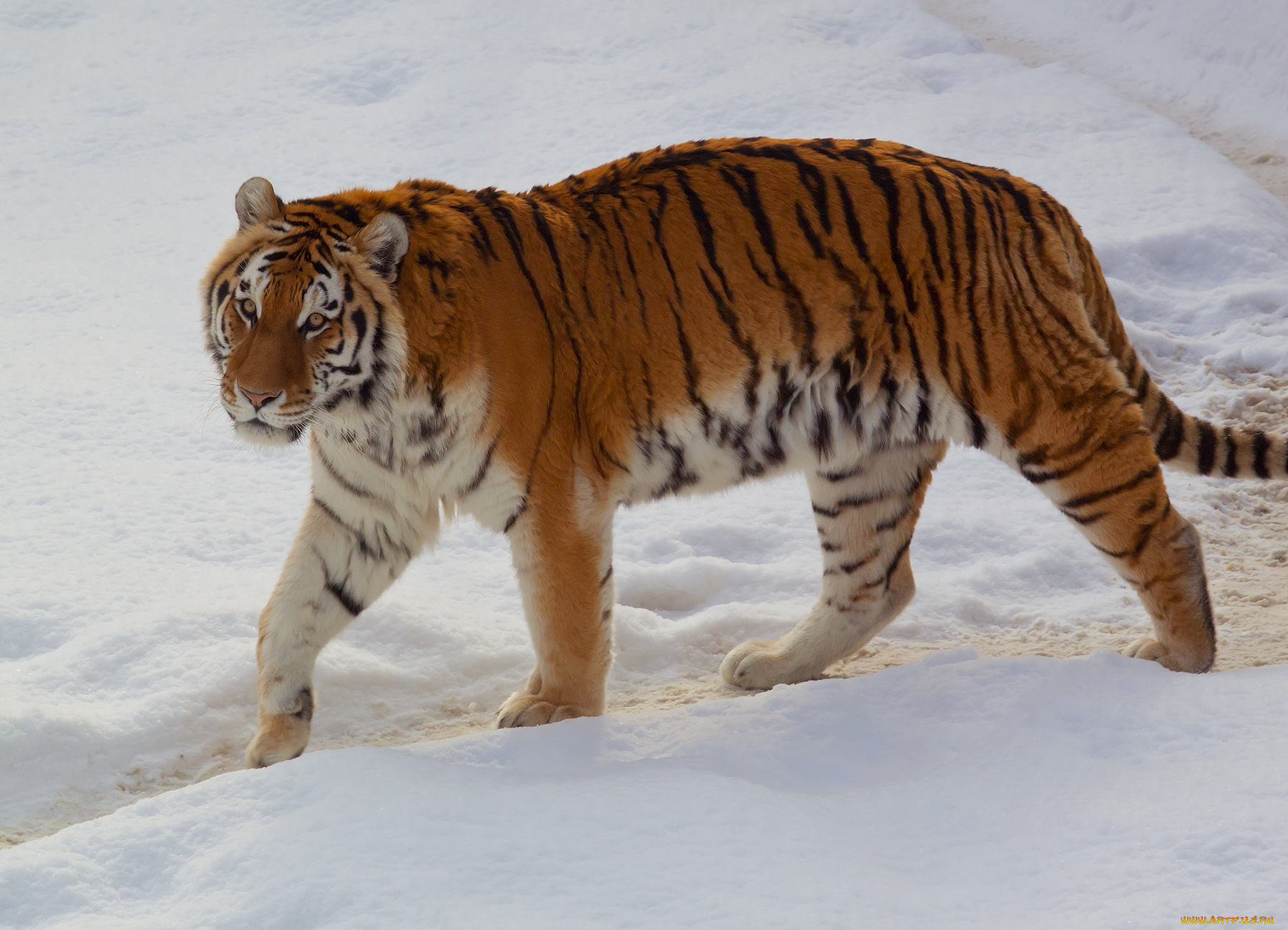 животные, тигры, хищник, снег