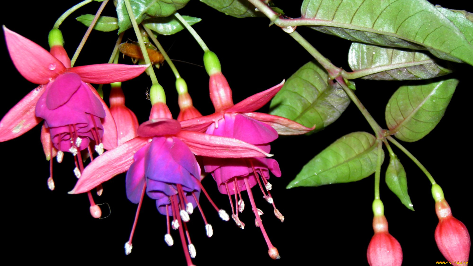 цветы, фуксия, лиловый, малиновый, ветка