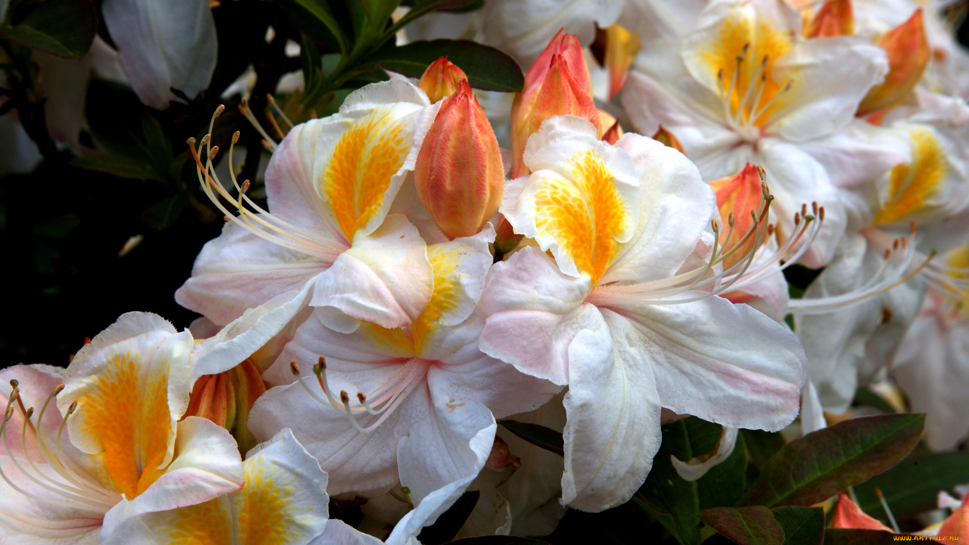 цветы, рододендроны, азалии, оранжевый, белый, ветки