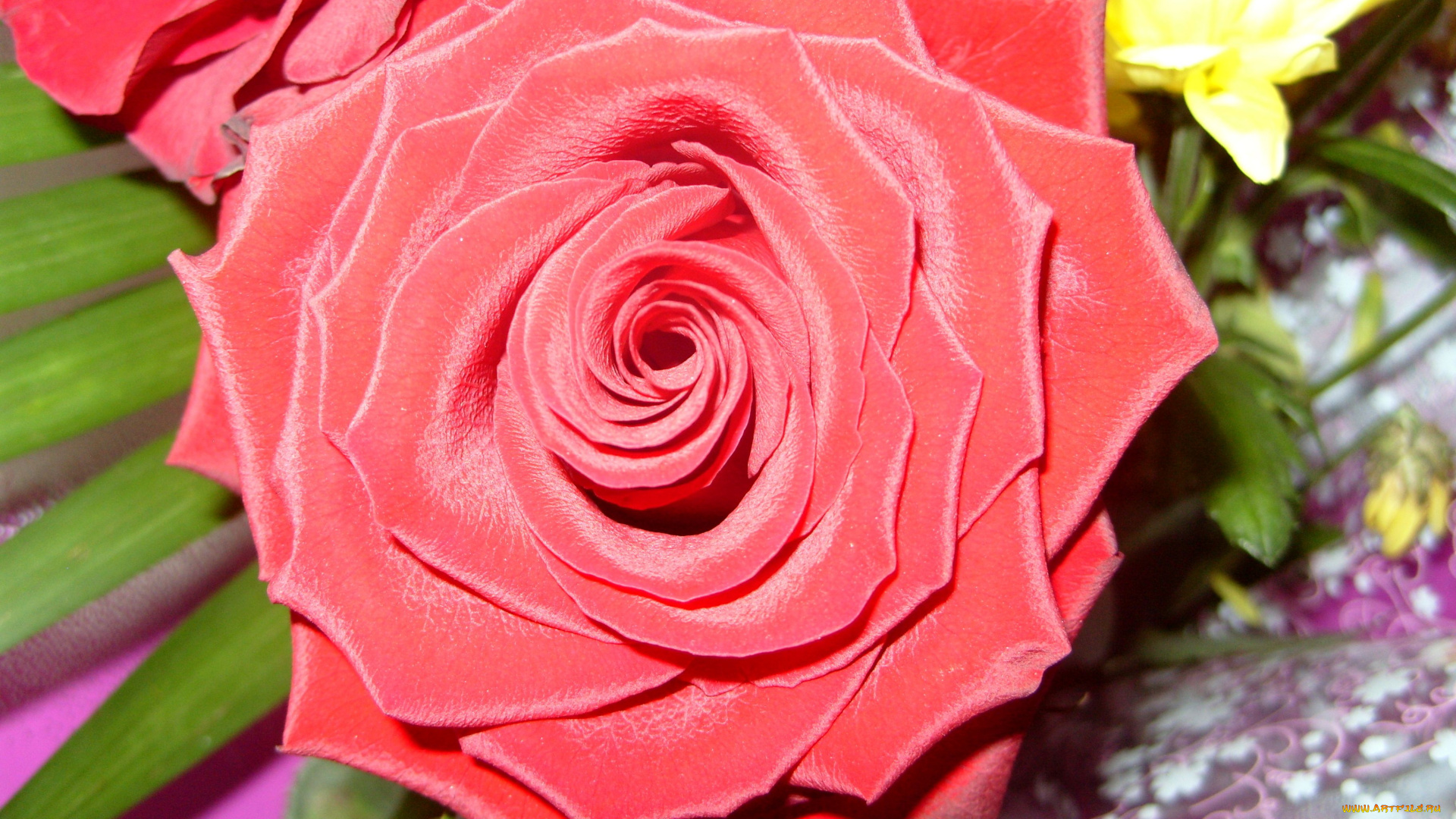 цветы, розы, красный