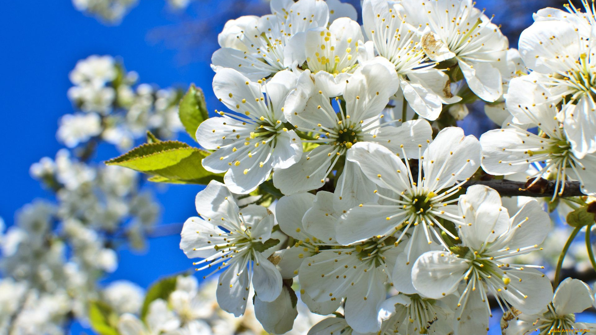 цветы, сакура, вишня, макро, весна, цветение, cherry, blossom