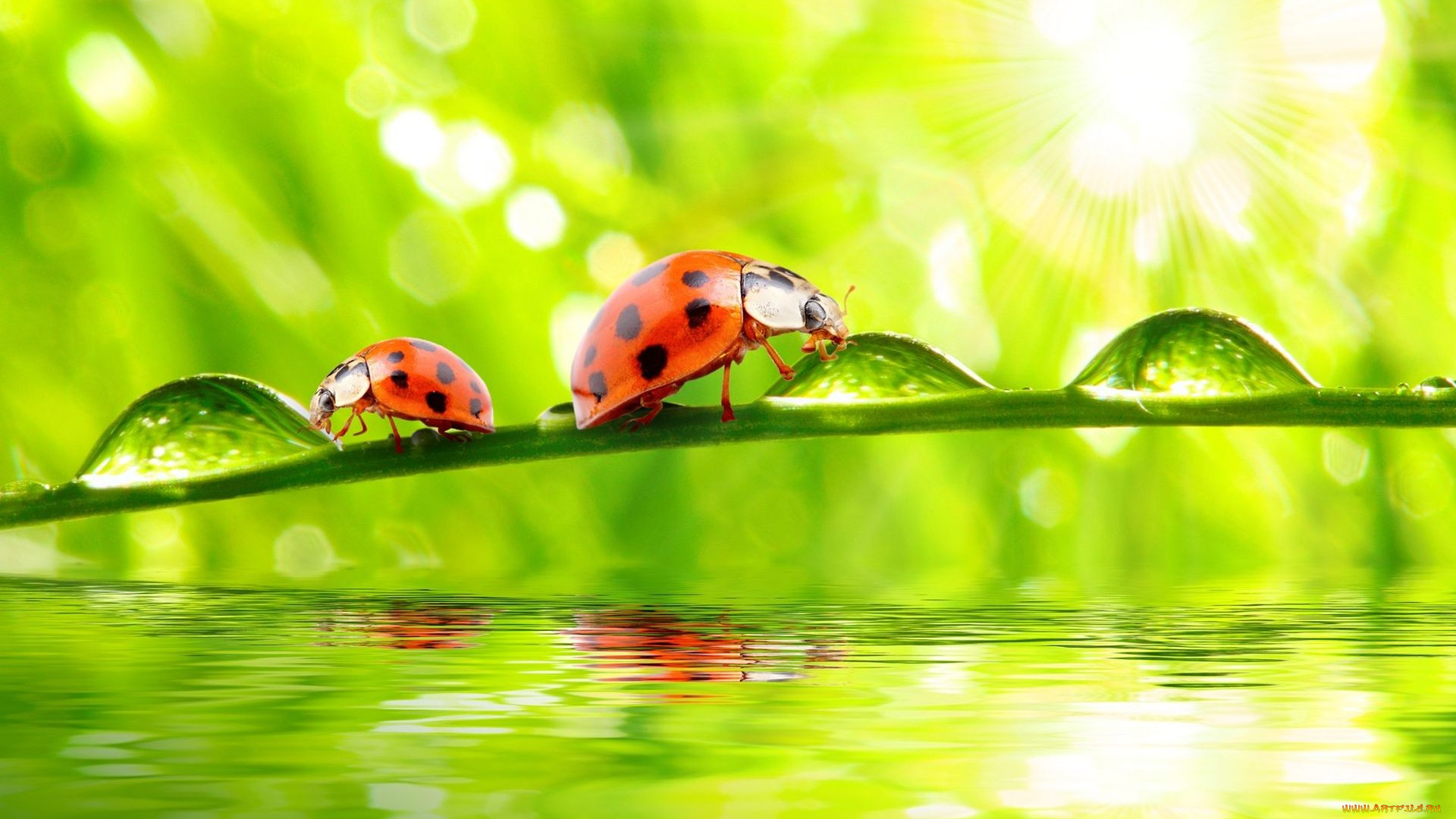 животные, божьи, коровки, насекомые, жуки, роса, капли, травинка