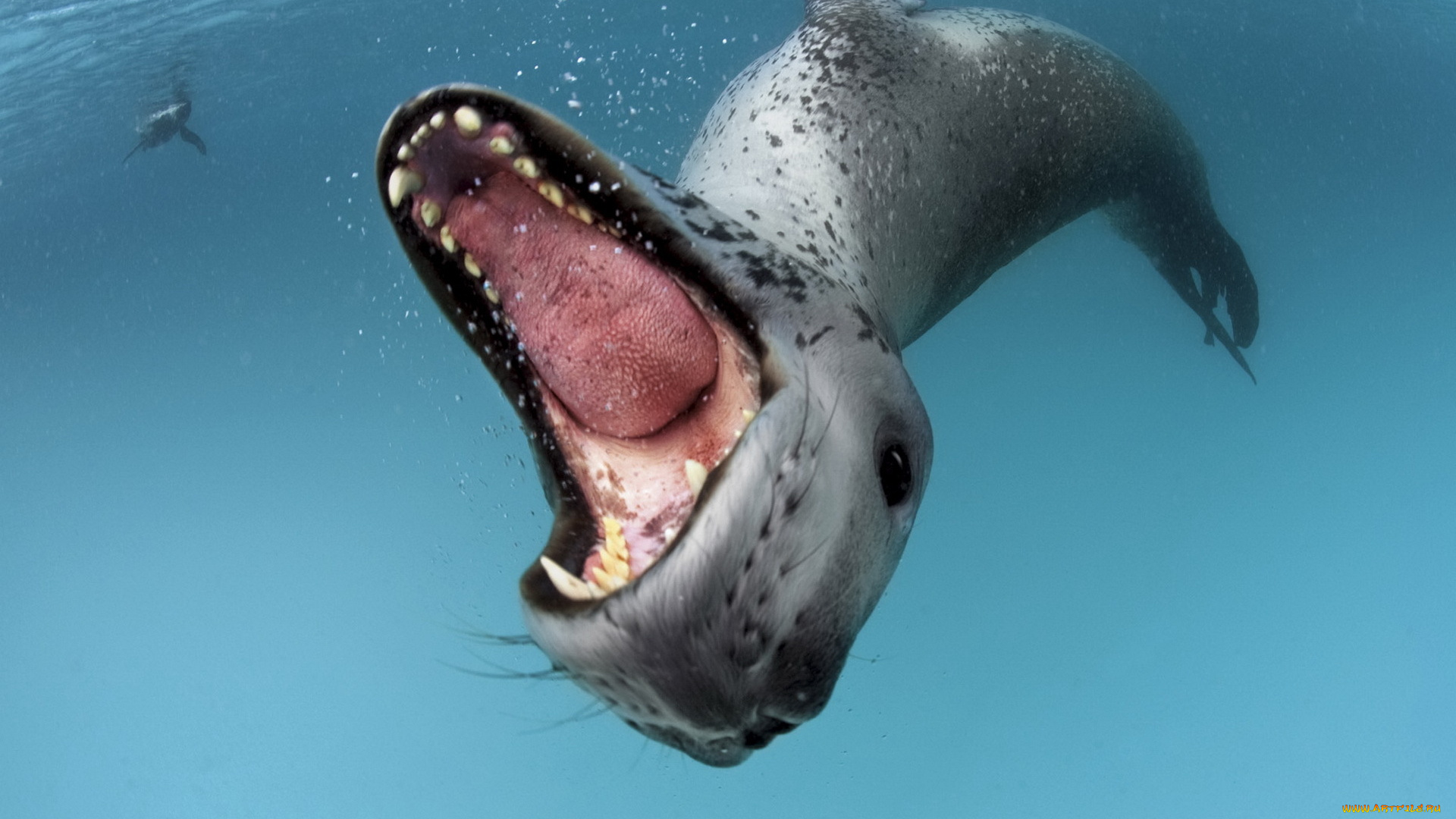 животные, другое, арктика, океан, морской, леопард