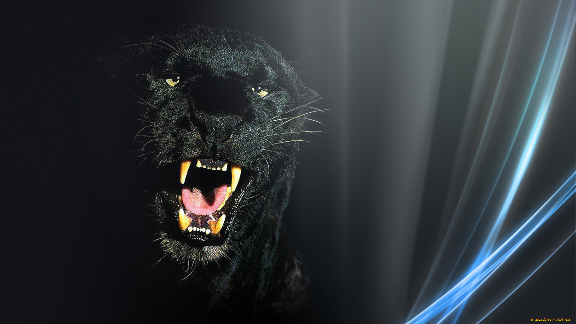 животные, пантеры, оскал, пантера, морда, обои, леопард