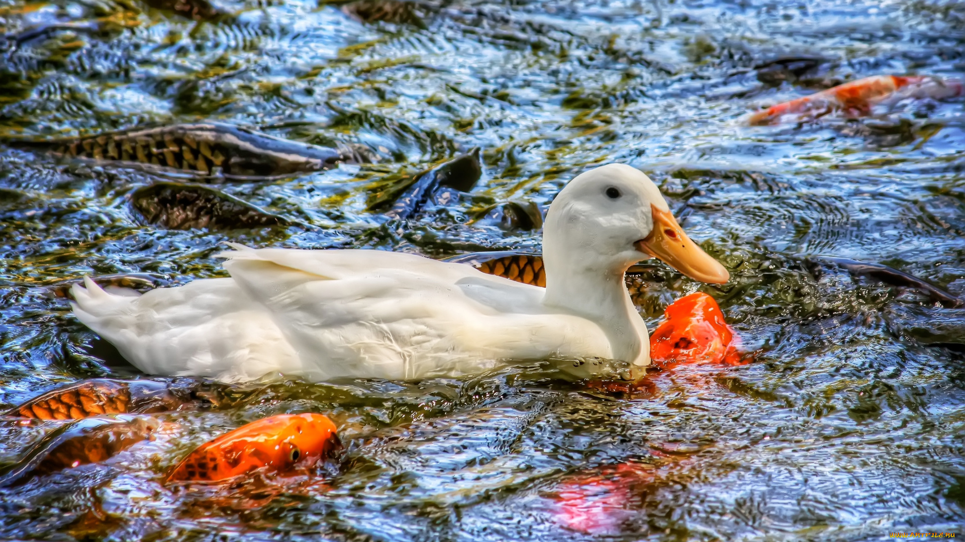 животные, разные, вместе, парчовый, карп, koi, утка, рыба, карпы