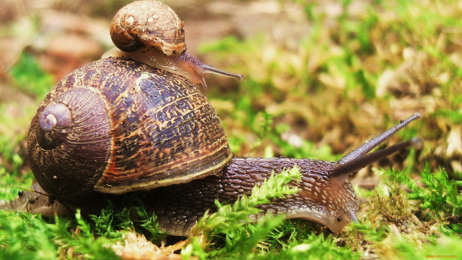 животные, улитки