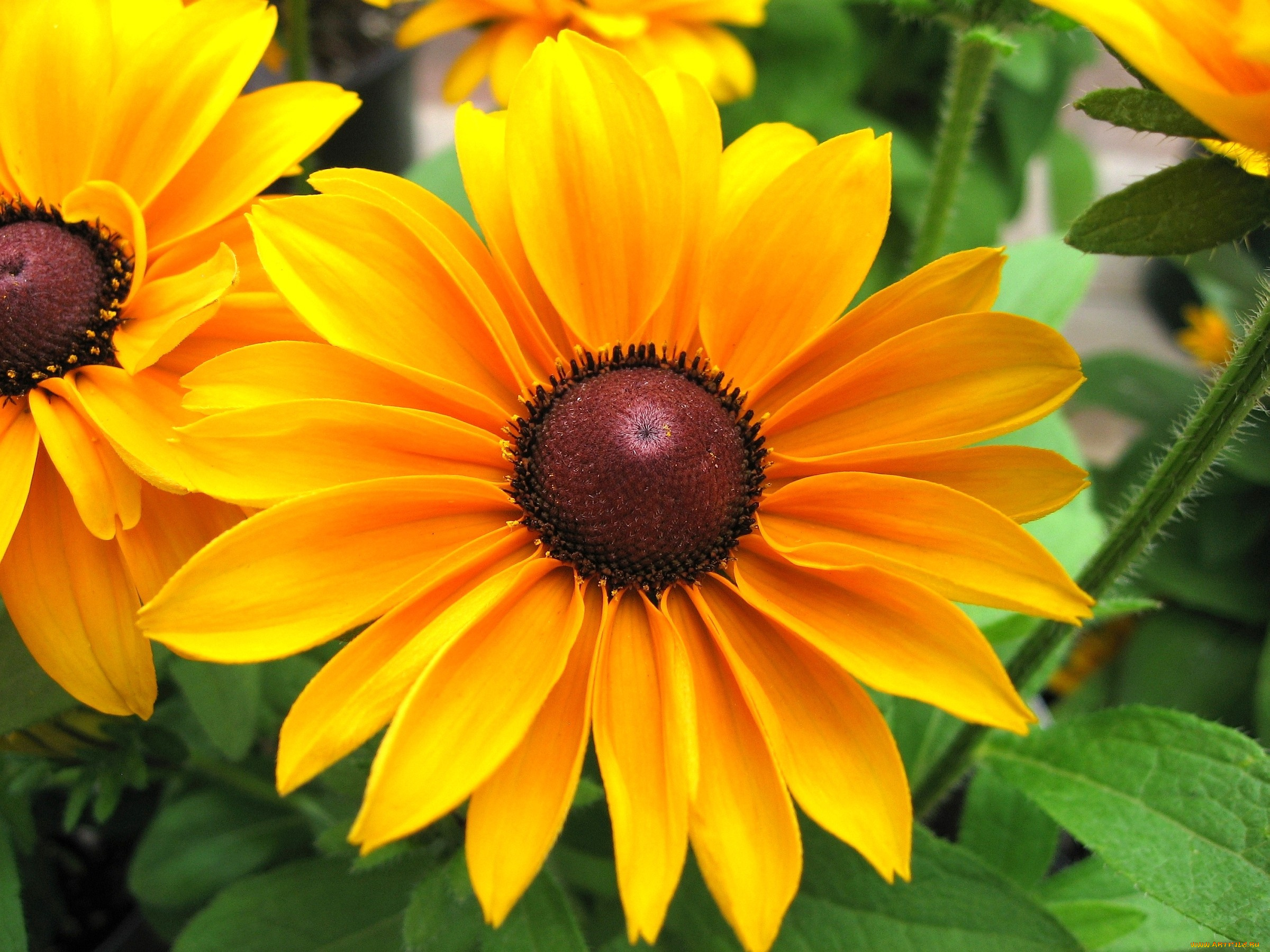 цветы, рудбекия, лепестки, желтый