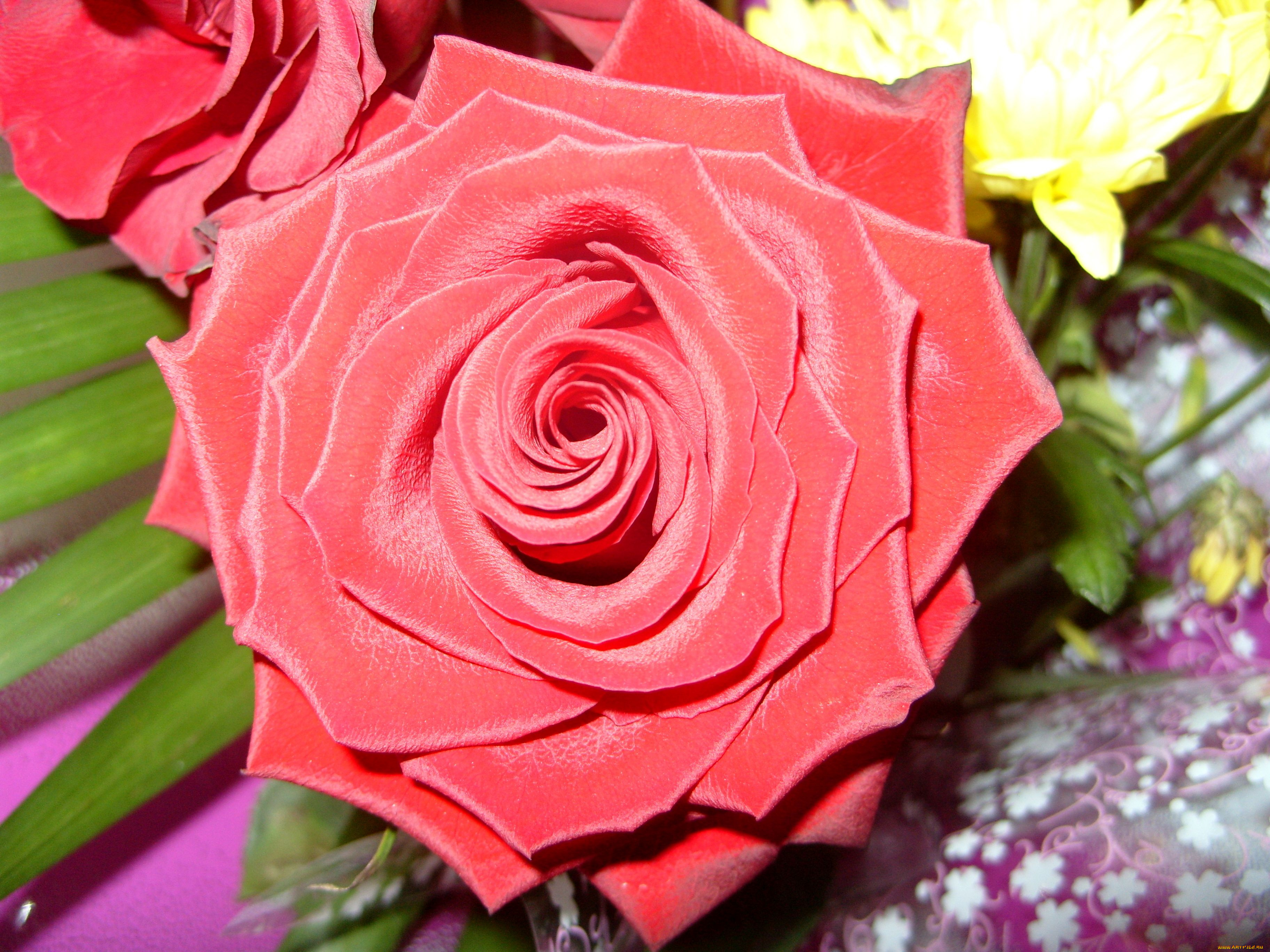 цветы, розы, красный