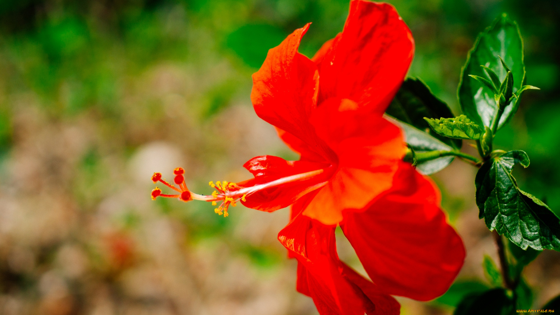 цветы, гибискусы, красный, гибискус