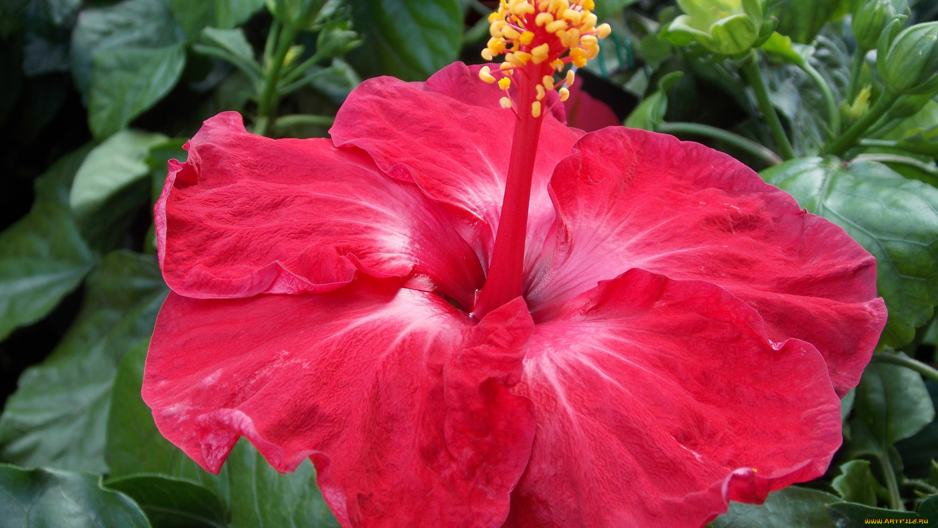 цветы, гибискусы, макро