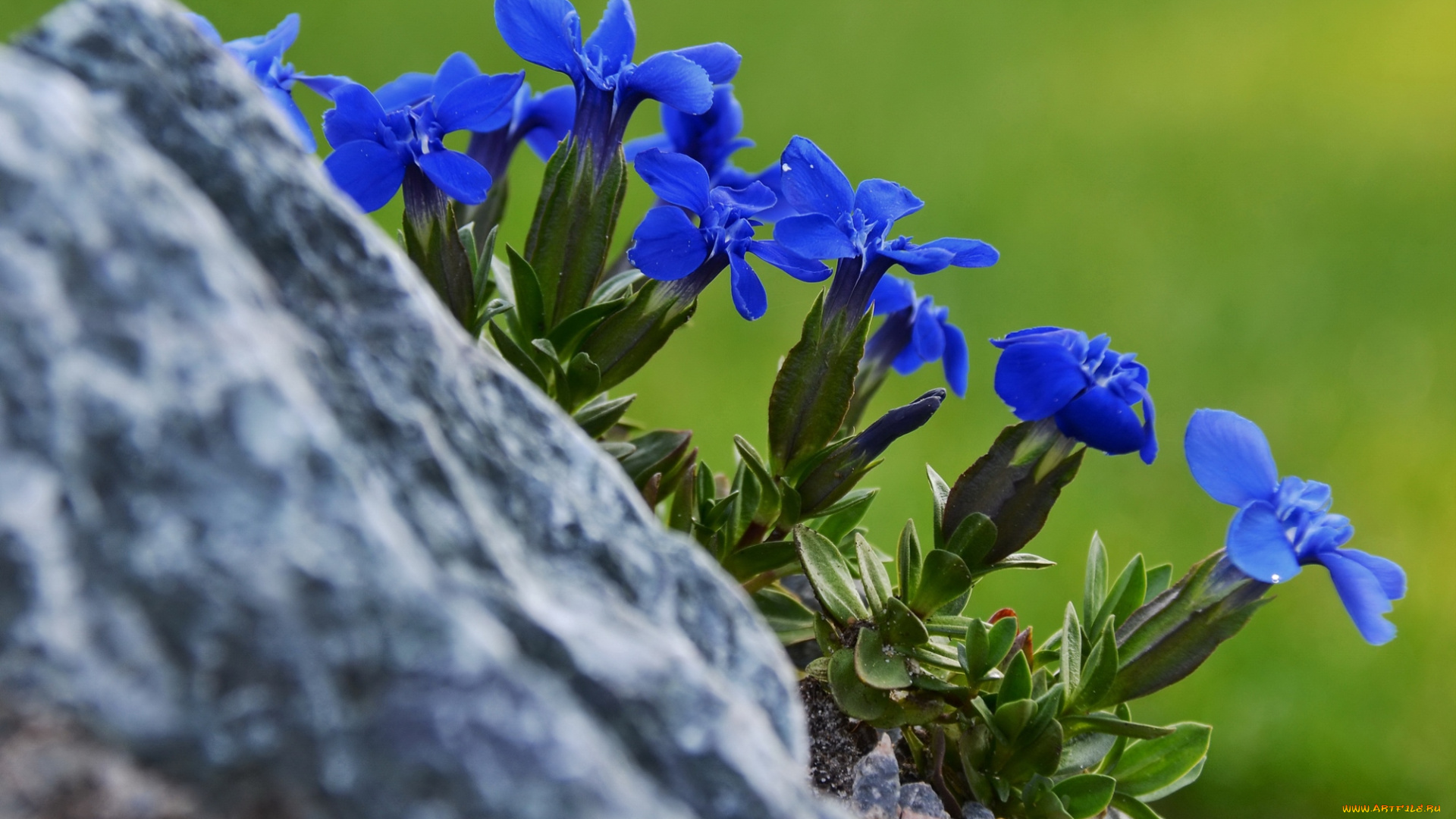 цветы, горечавки, синий