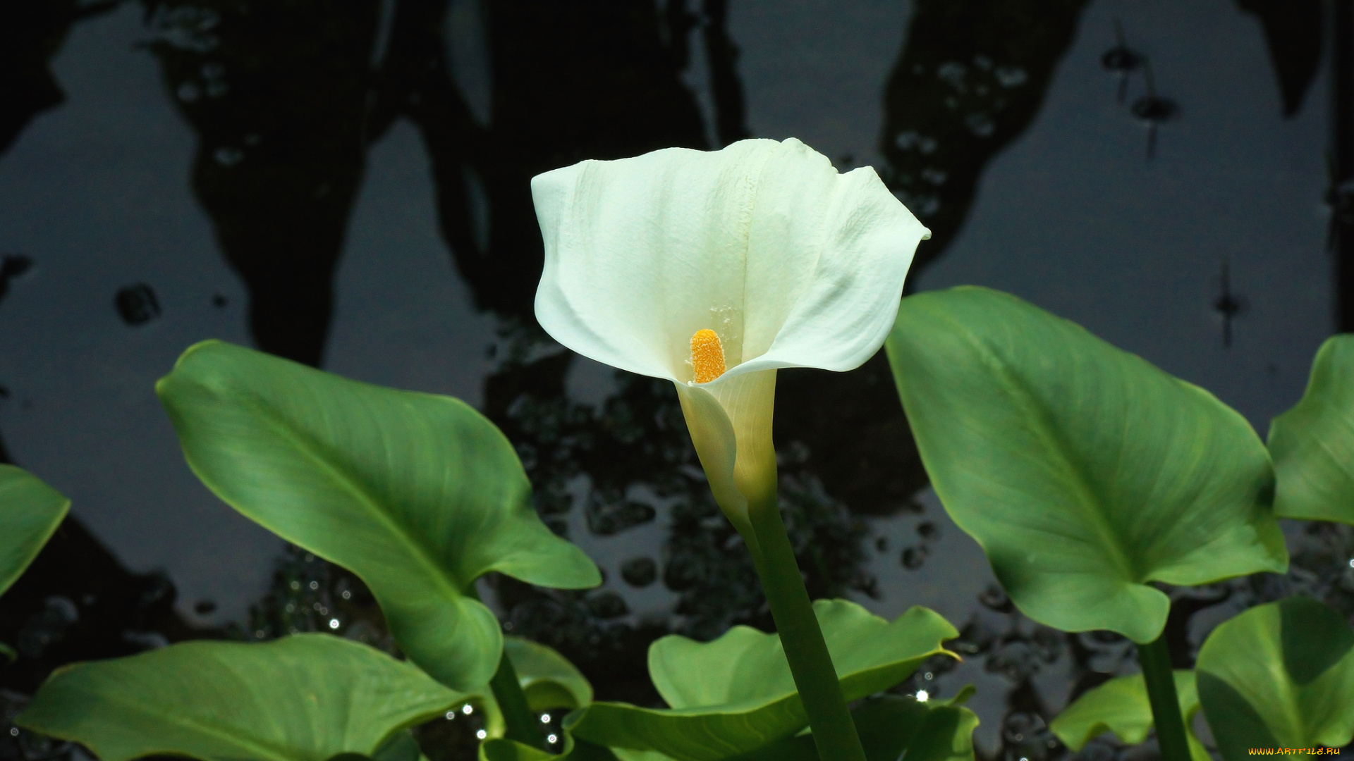 цветы, каллы, одиночество