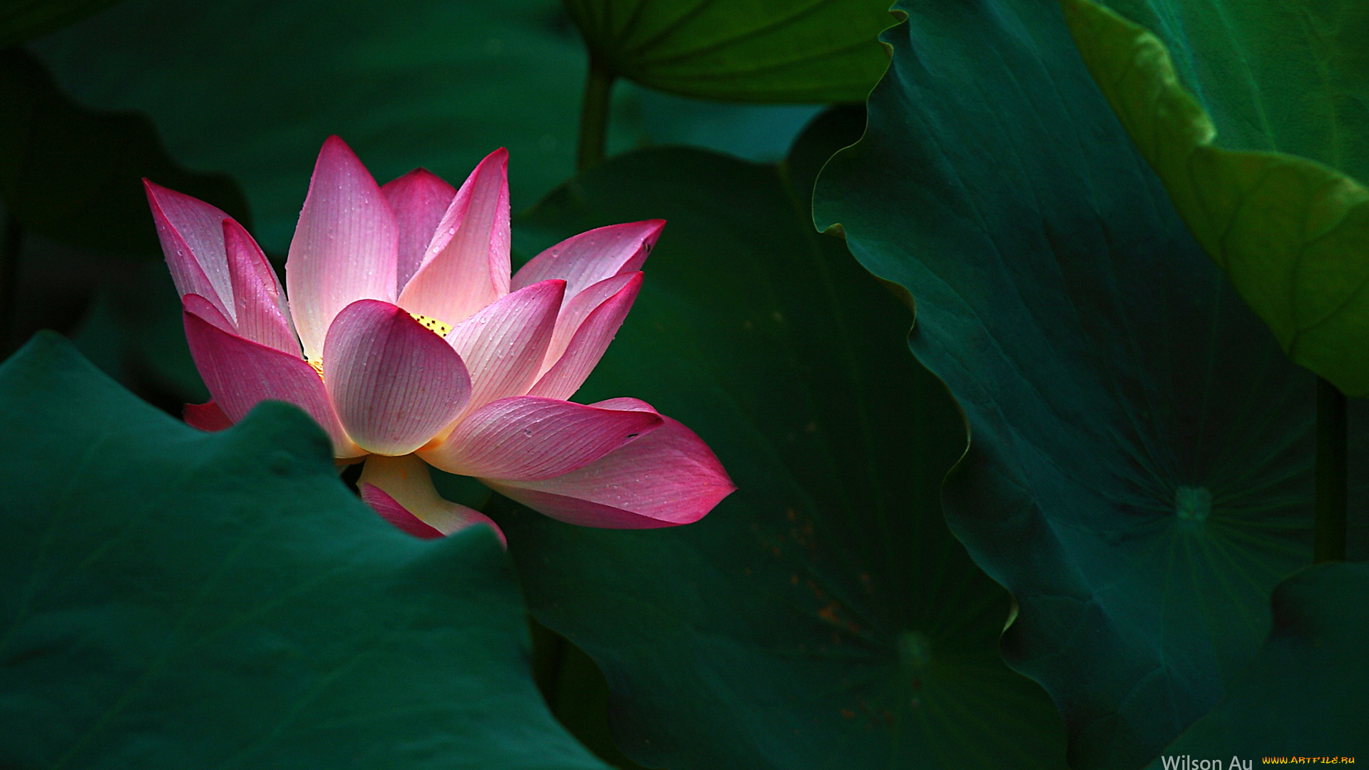 цветы, лотосы, лепестки