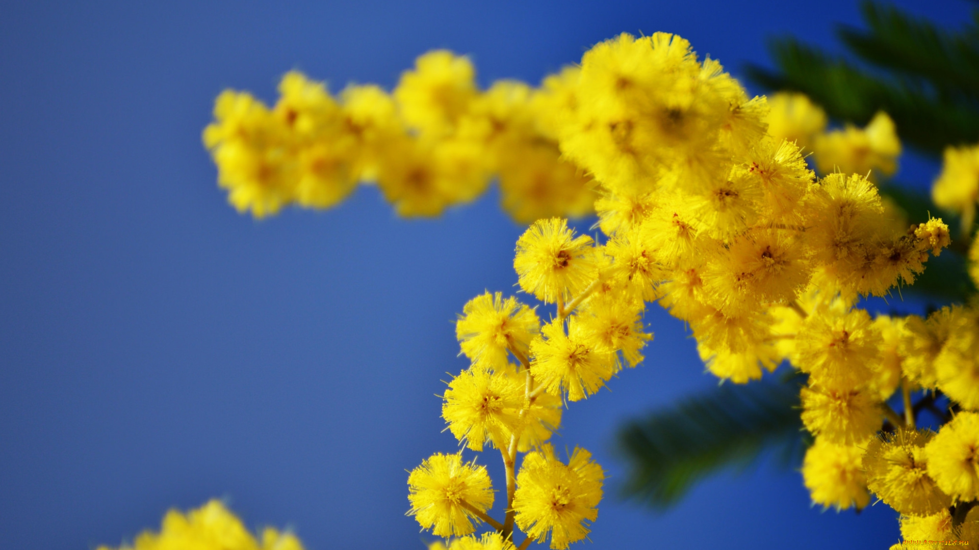 цветы, мимоза, пушистики