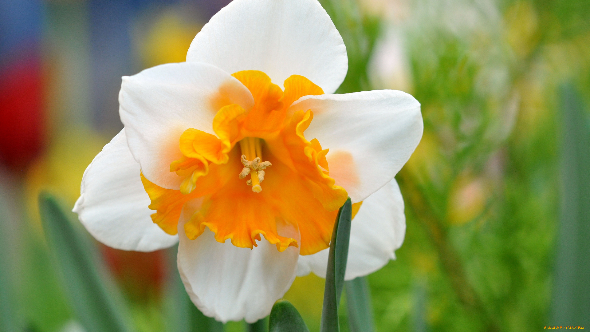 цветы, нарциссы, макро