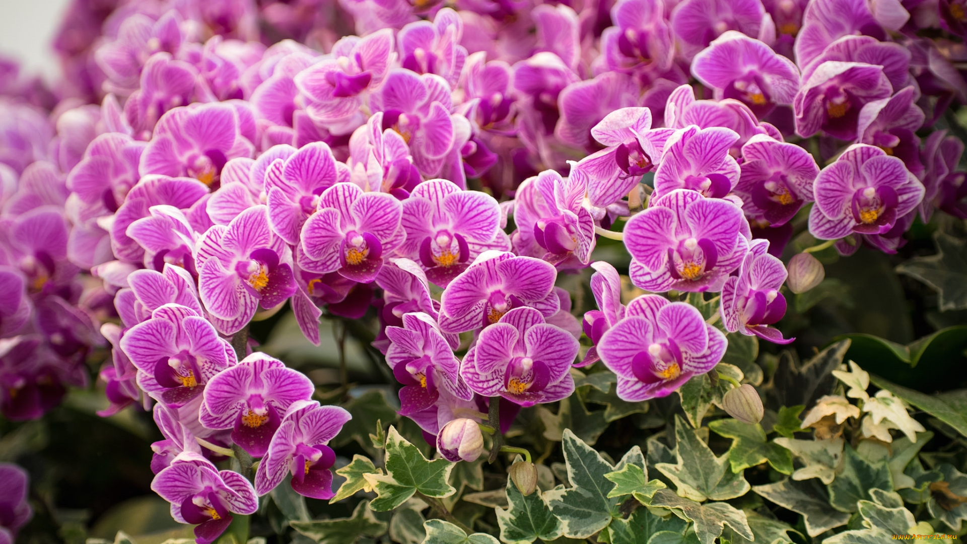 цветы, орхидеи, много