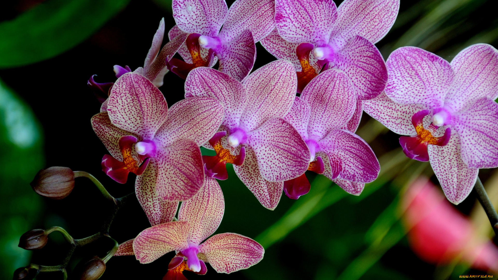 цветы, орхидеи, розовый