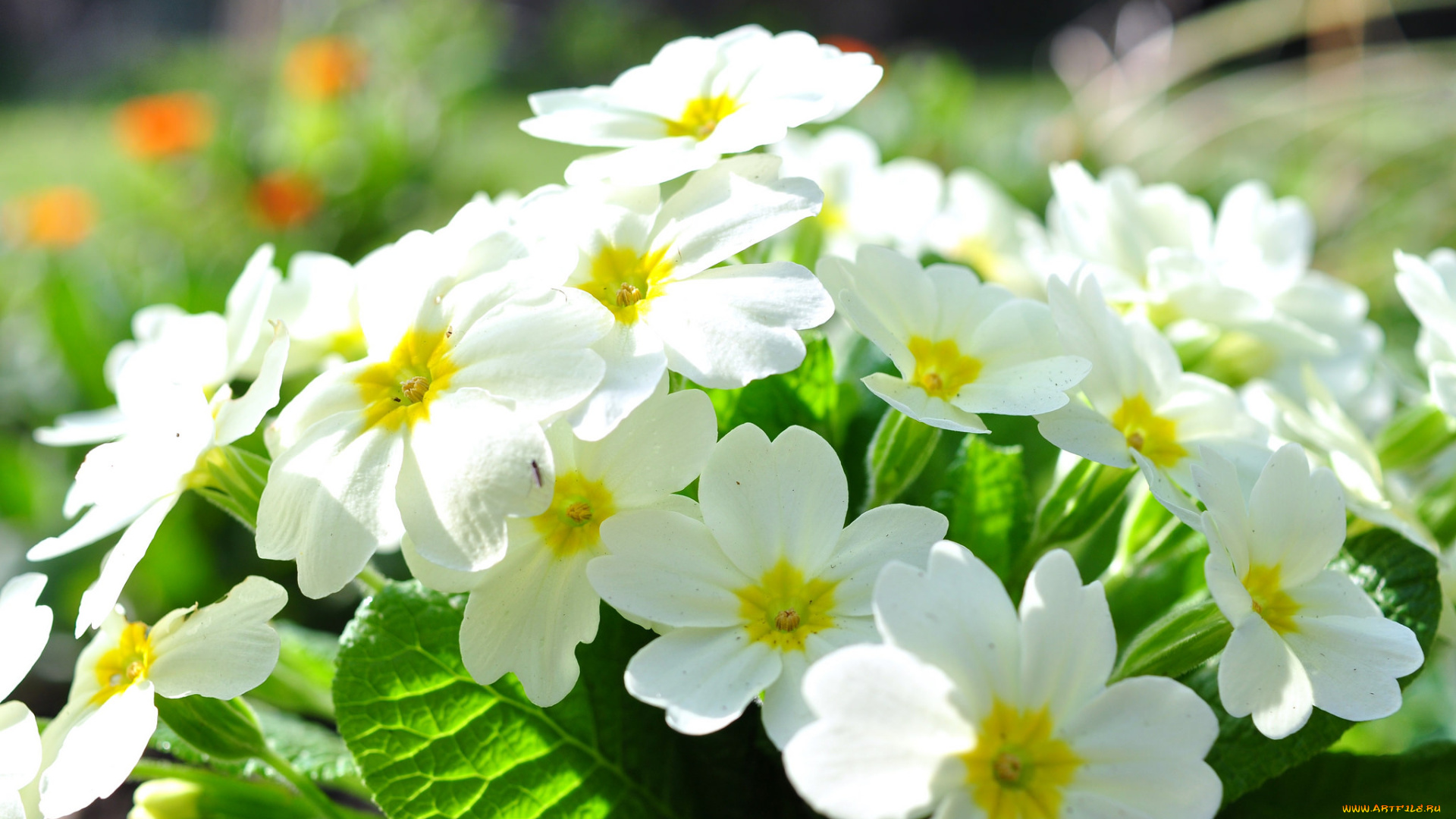 цветы, примулы, белый