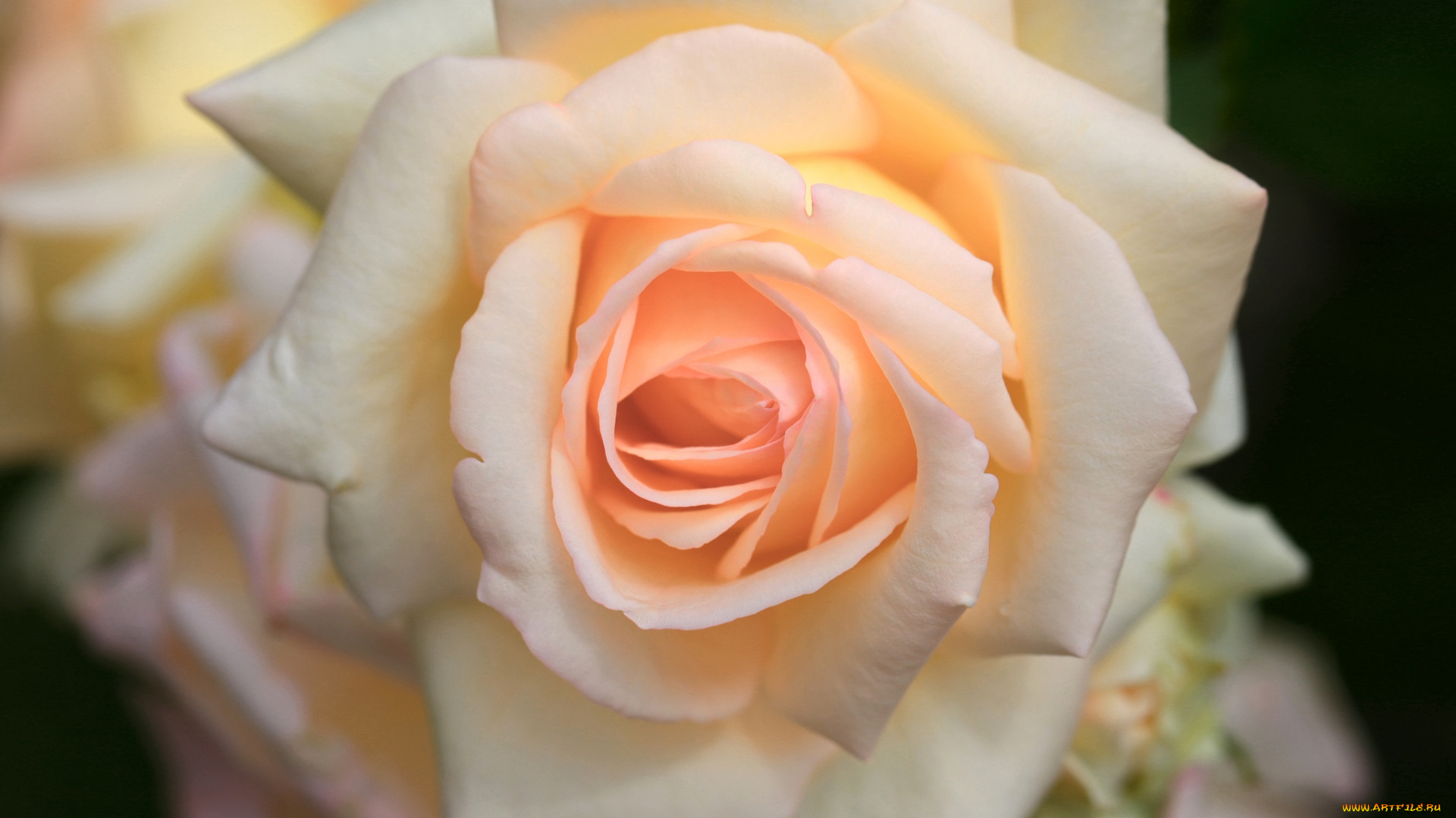 цветы, розы, макро