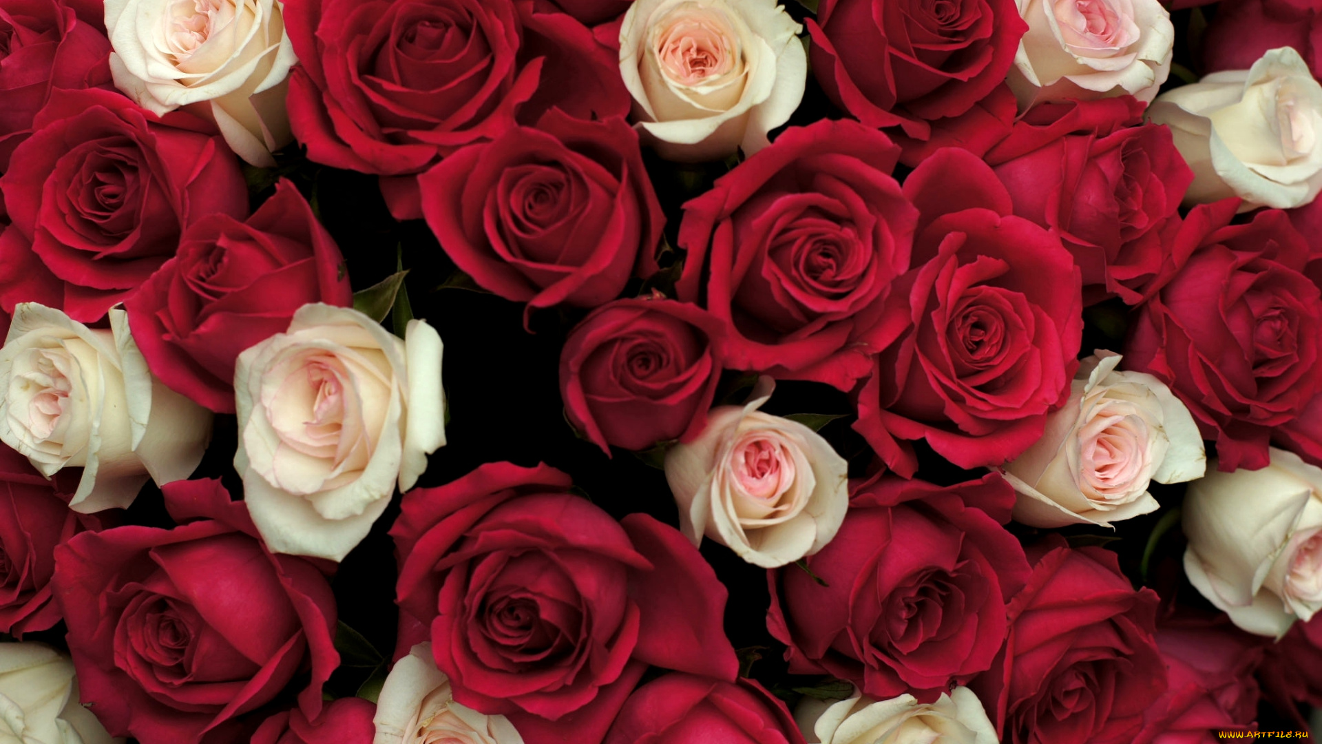 цветы, розы, много