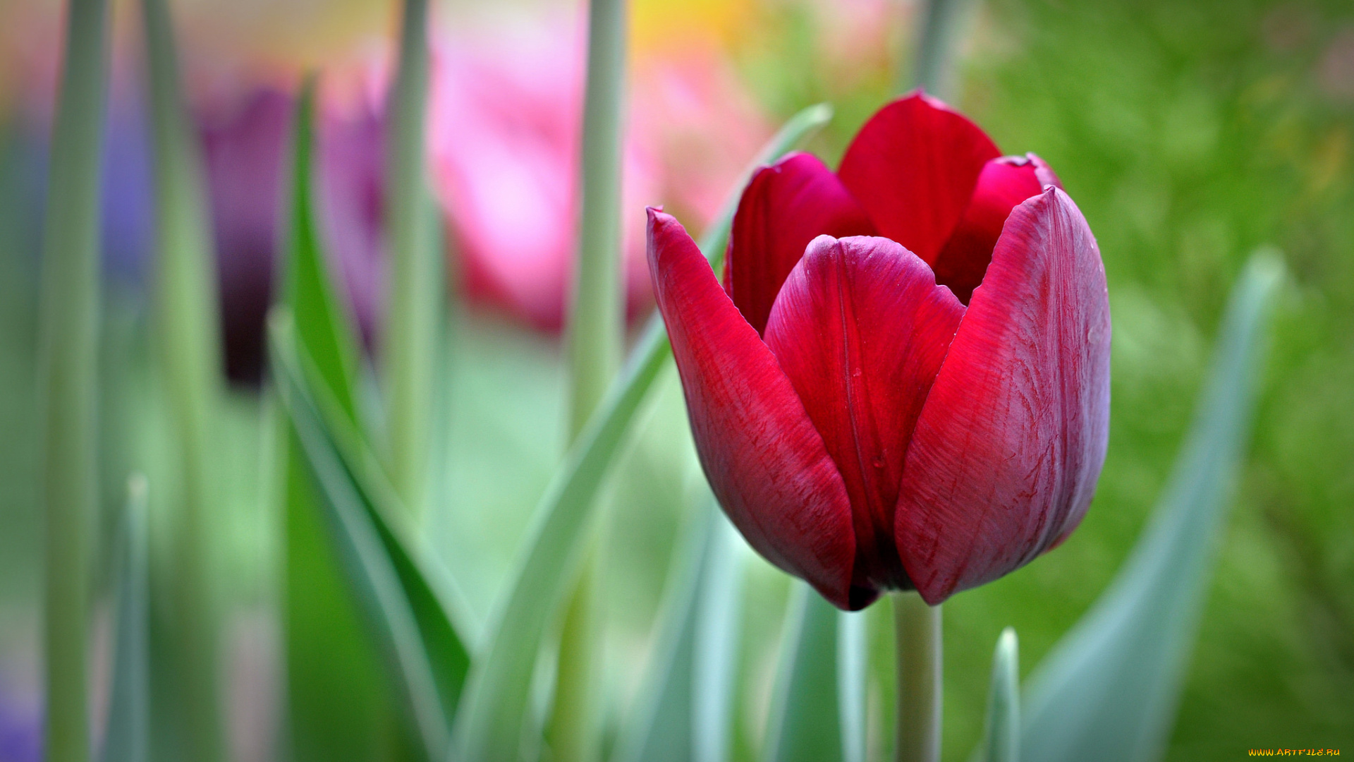 цветы, тюльпаны, бутон
